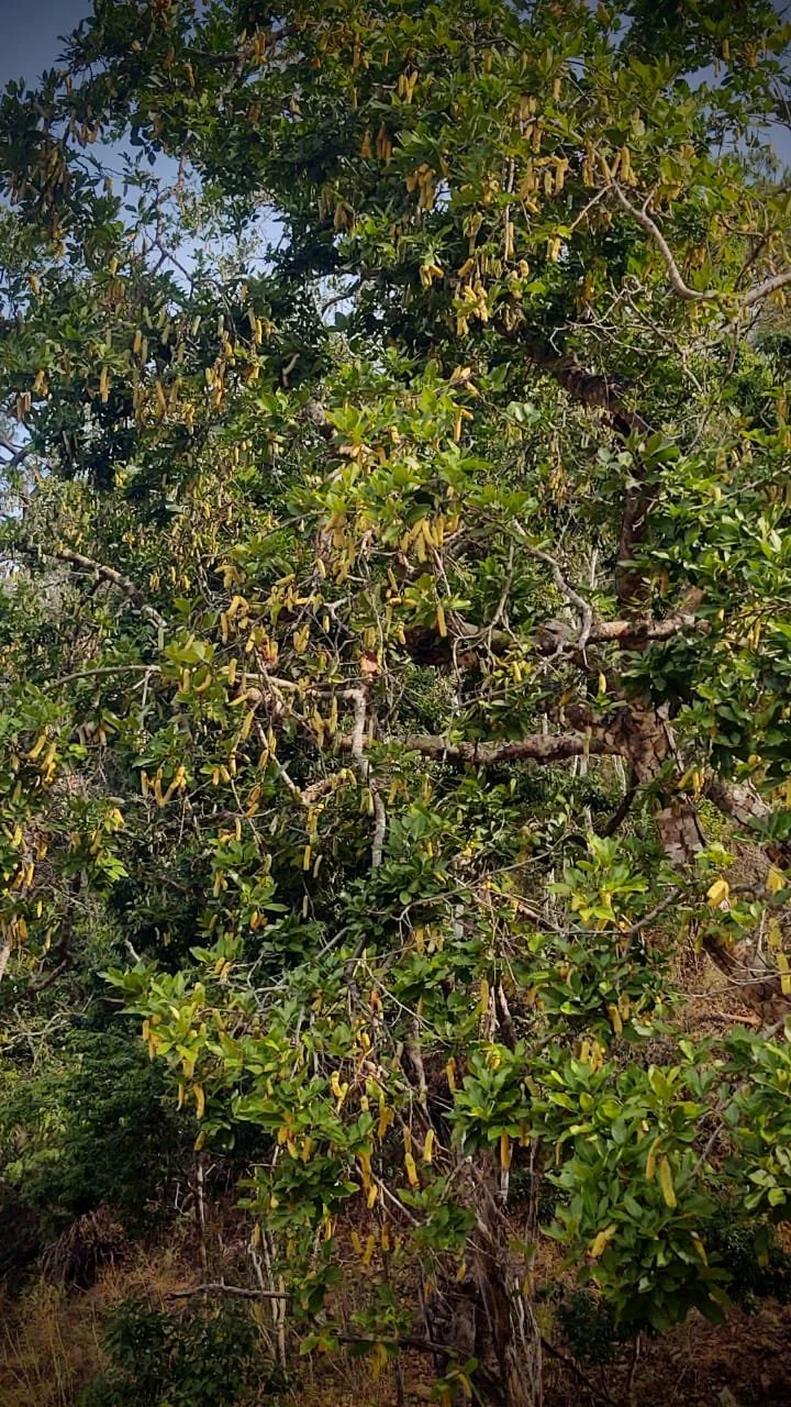 A large Pacay tree covered with long green ice-cream bean pods in the forest.