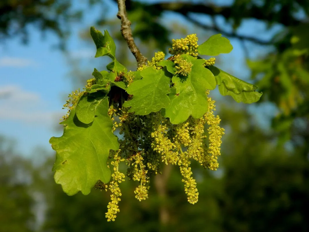Oak tree branches with hanging blossoms in the mountain forest.