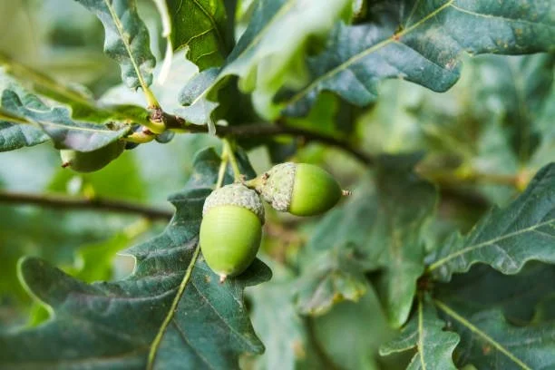 Green acorns growing among oak leaves in the mountain forest.
