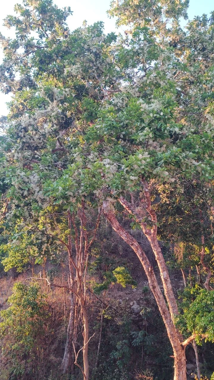 A tall Pacay tree covered with white blossoms in the mountain forest.