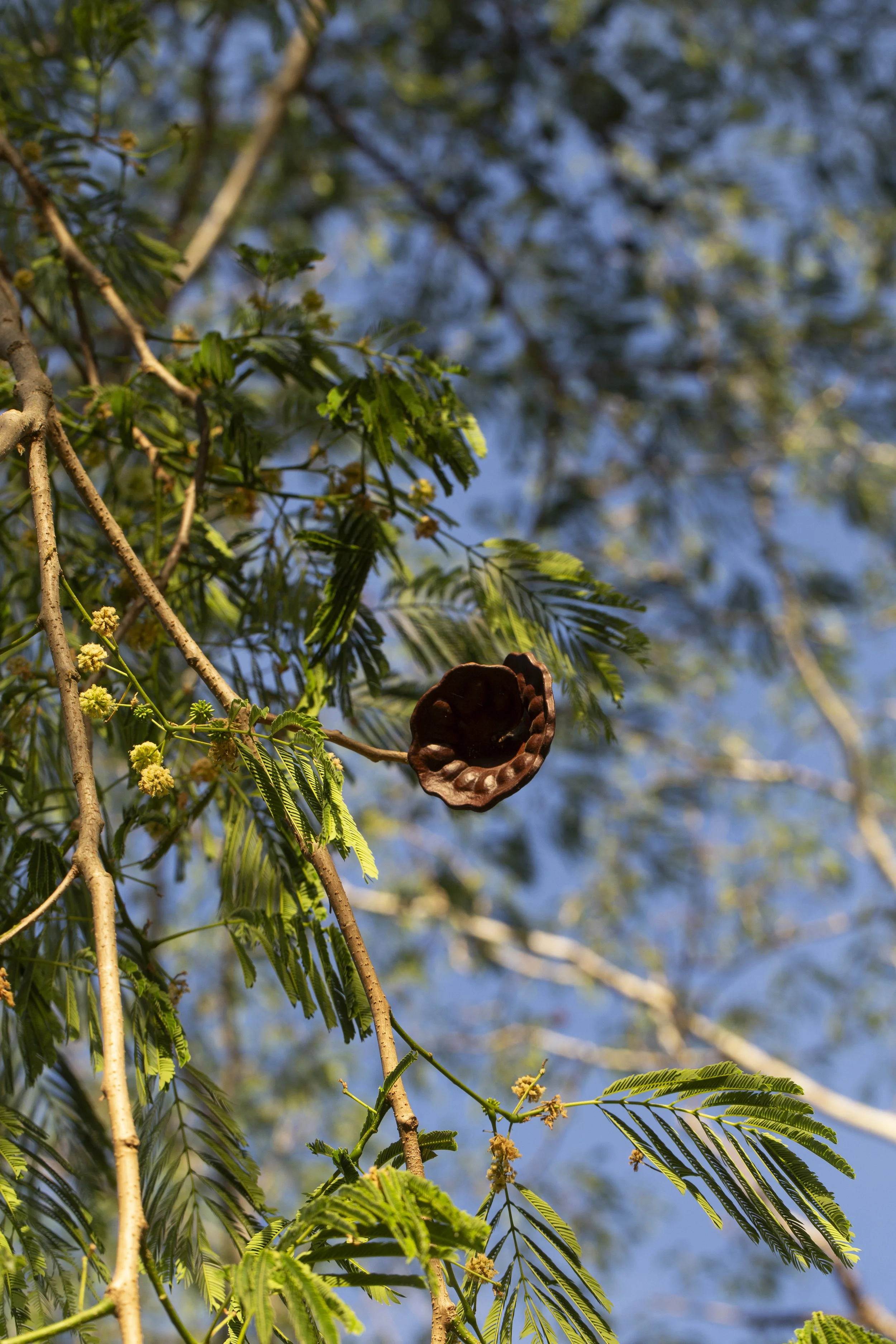 Dark ear-shaped Parota seed pod hanging beside pale blossoms and green leaves.