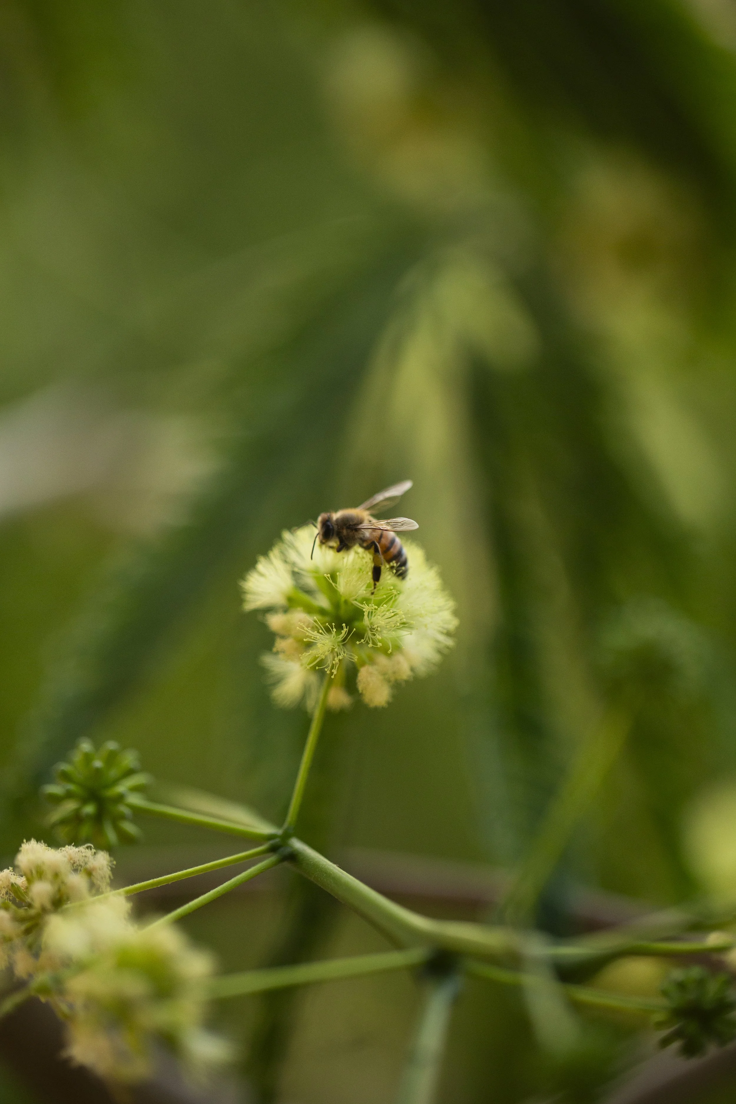 Honey bee gathering nectar and pollen from a pale Parota flower in the Cabo Corrientes forest.
