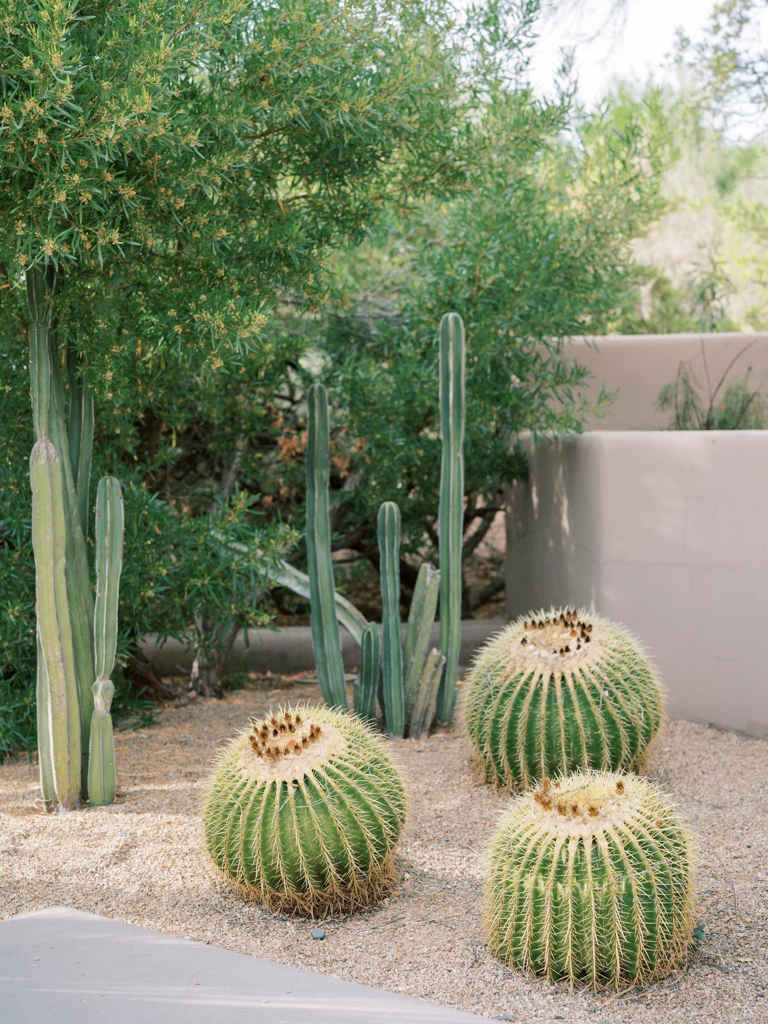 A desert garden with three large barrel cacti, tall narrow cacti, and green leafy bushes in a landscaped area with sandy soil and a concrete pathway.