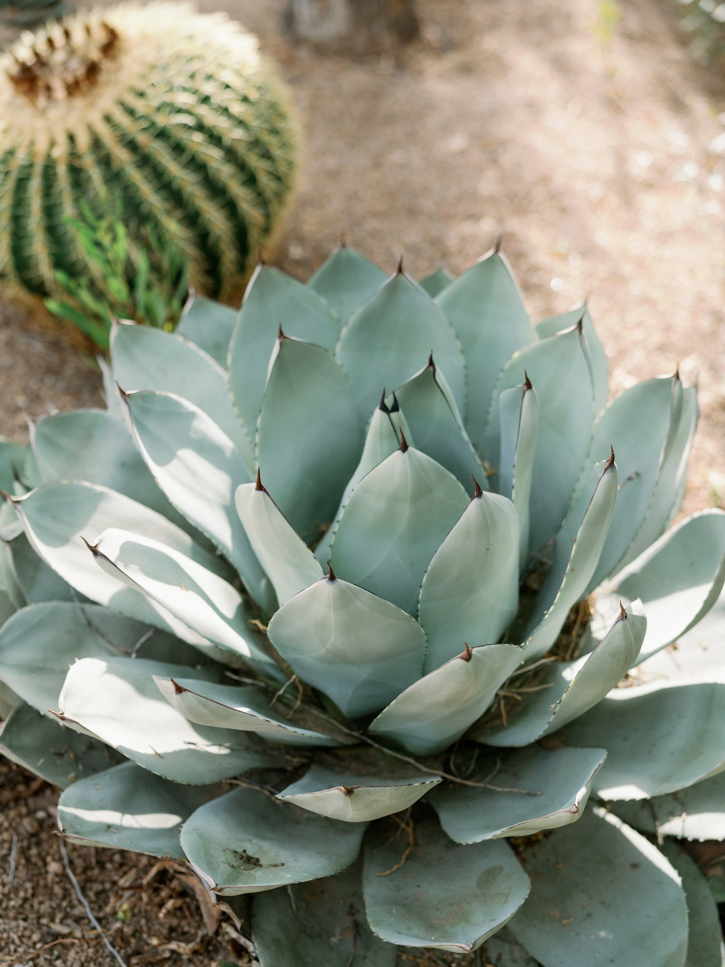 Close-up of a blue-green agave plant with thick, pointed leaves and brown tips, on sandy soil, with a blurred cactus in the background.