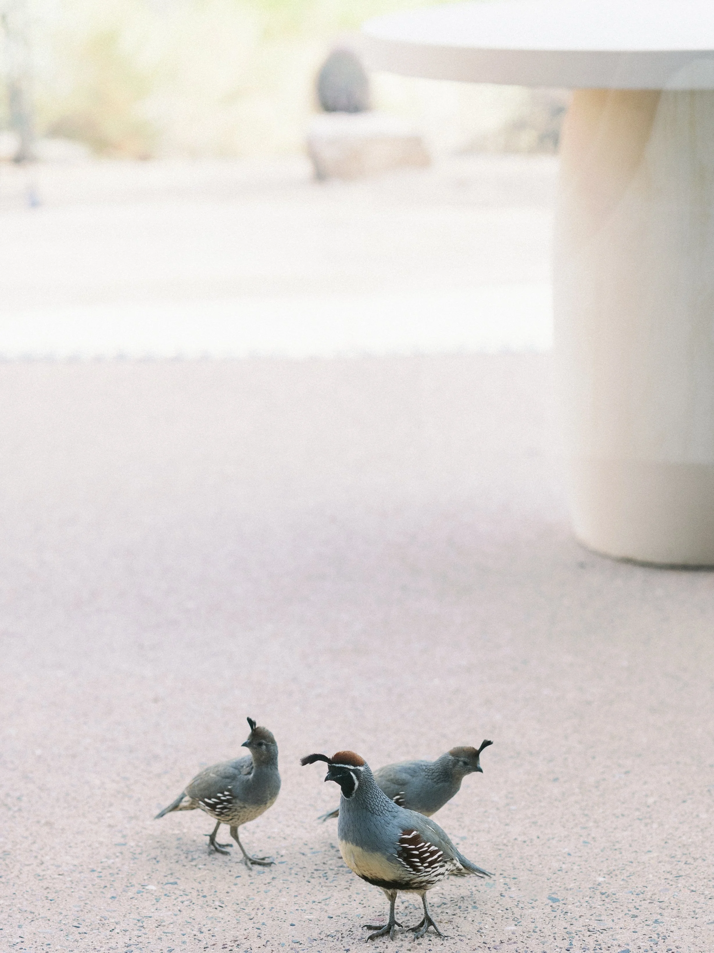 Four quails walking on a sandy surface in an open area.