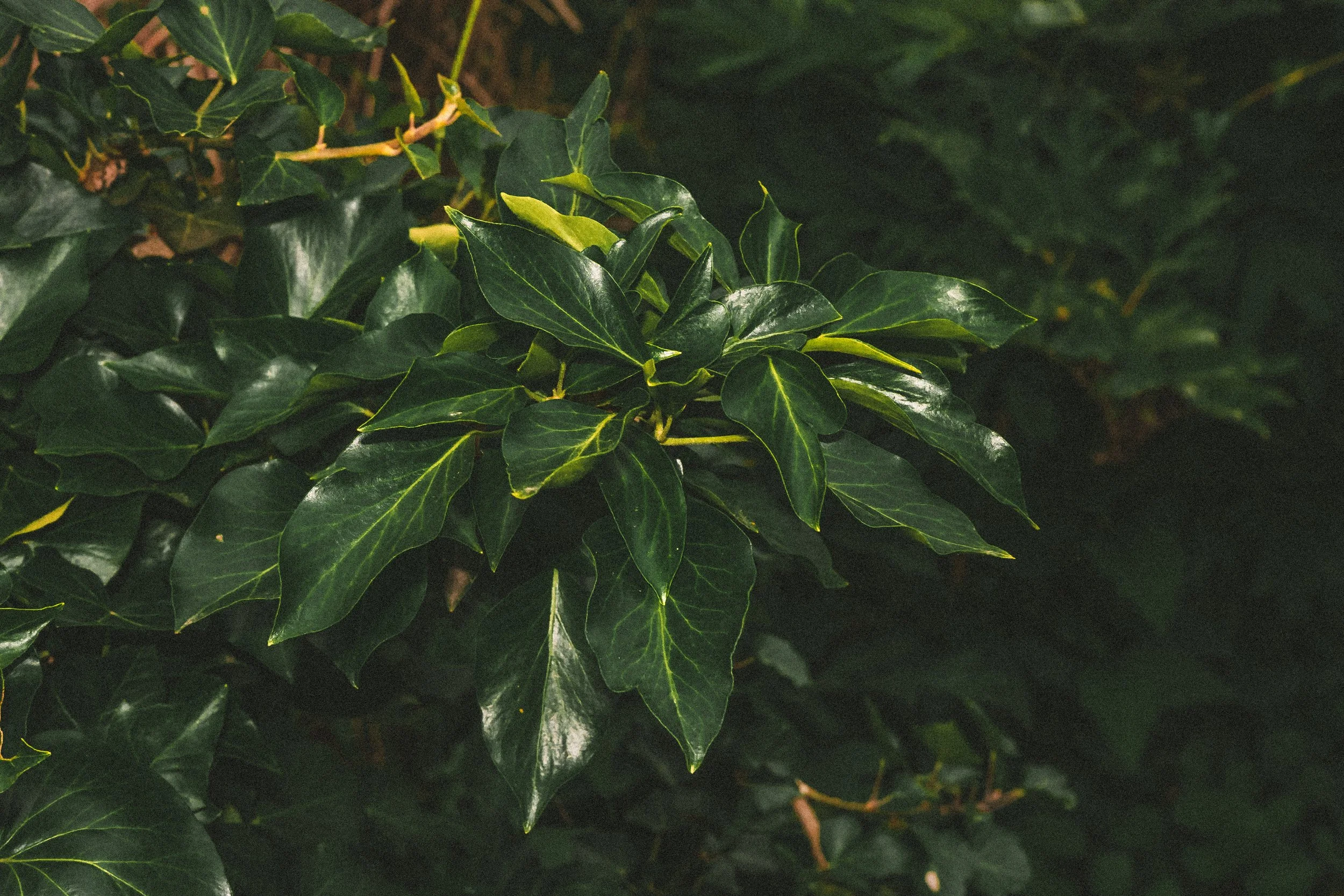 misc nrthsid-53.jpg