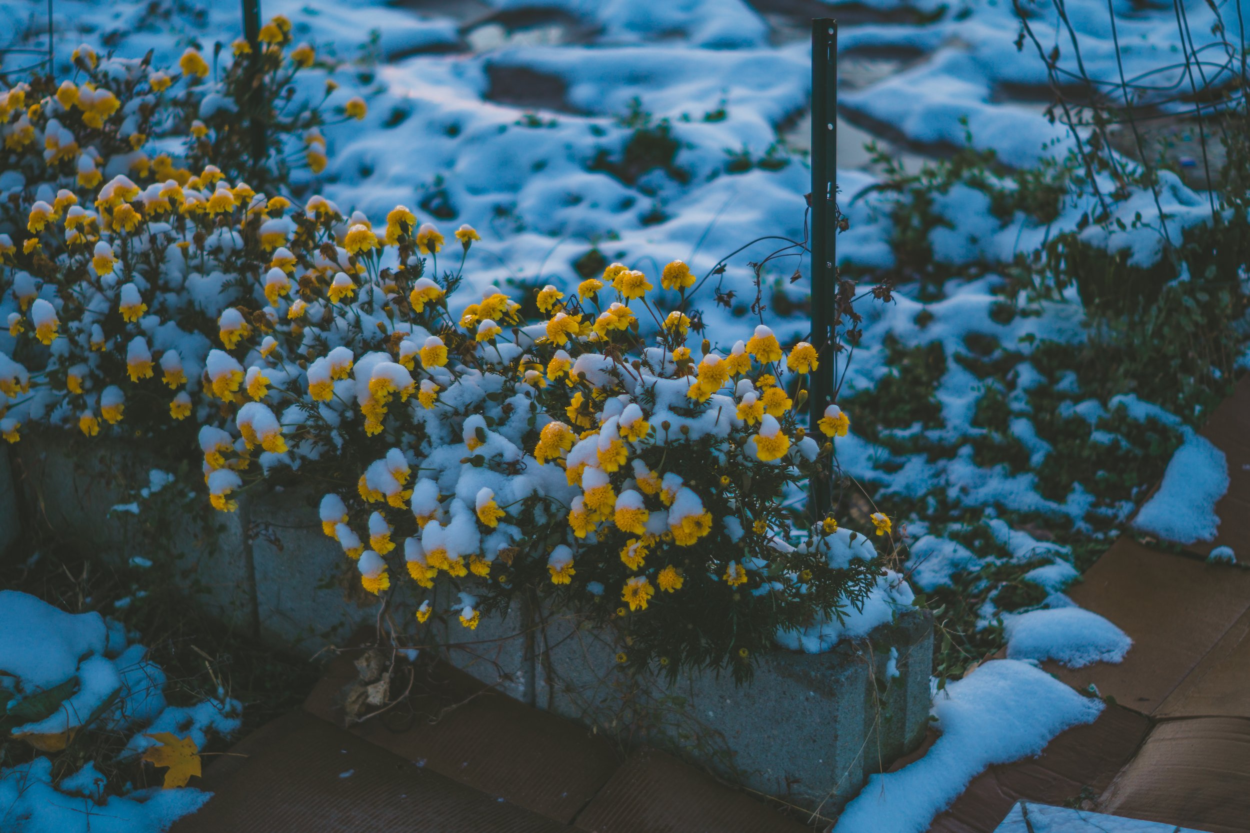 first snow nov 2025-33.jpg