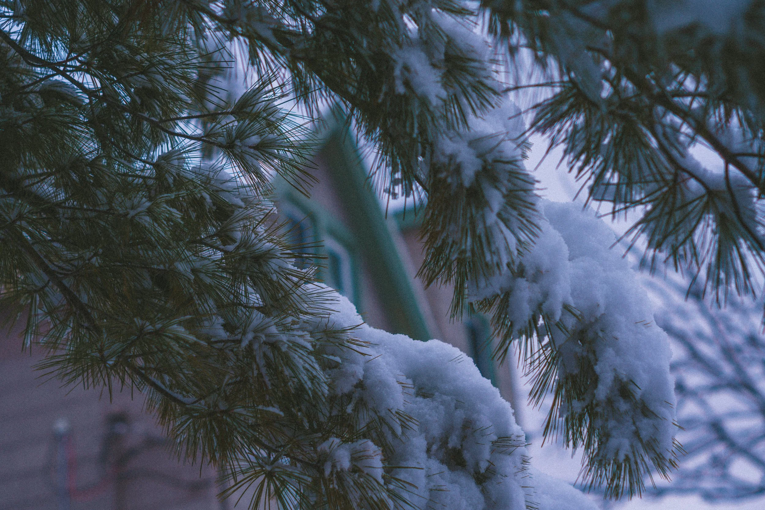 Snow Walk Dec 2-58.jpg