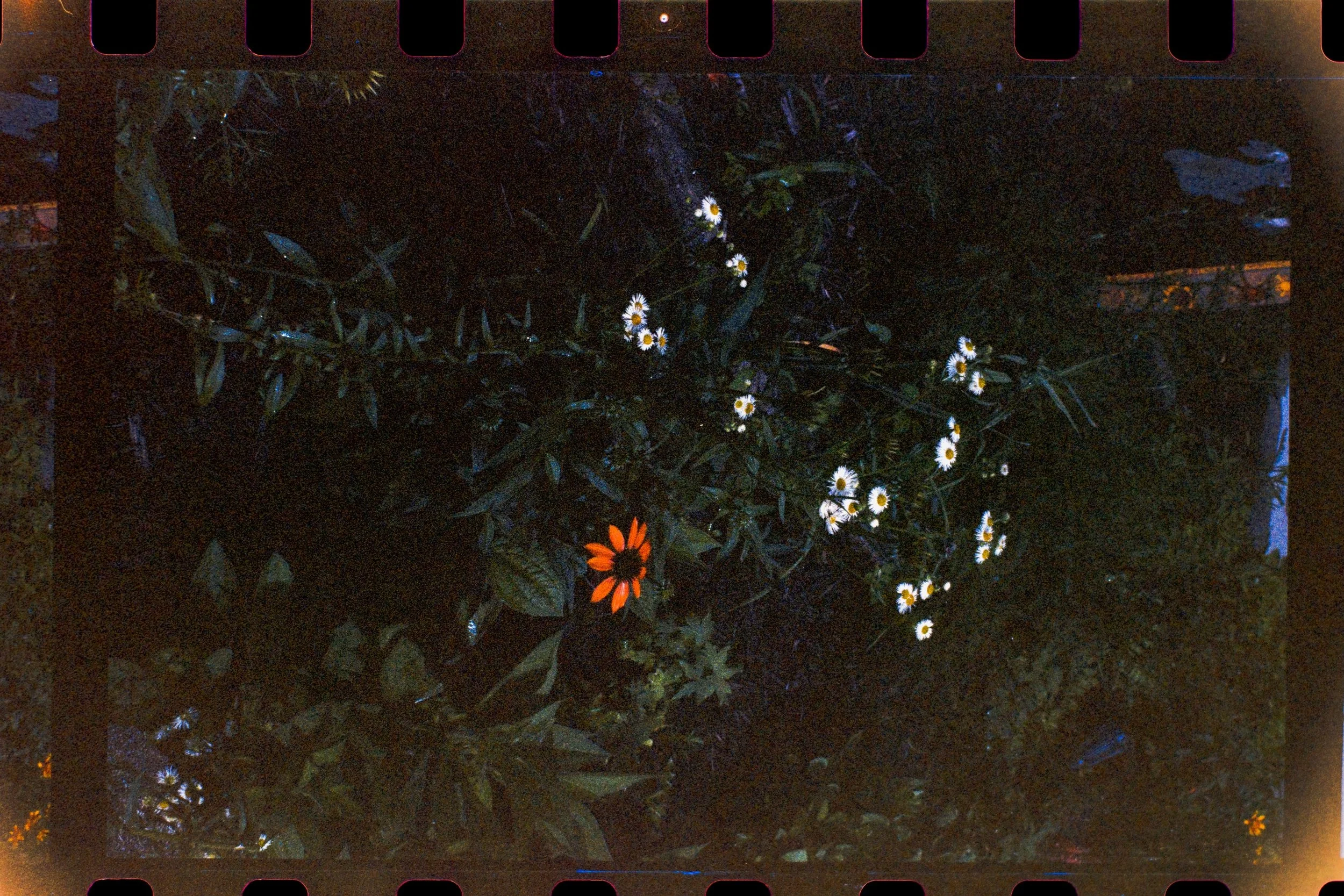 miscellaneous phoenix shots on a $25 rangefinder 

|| may 2026 ||
|| #phoenixtilm2 on a #minoltahimatic7 ||
&mdash;&mdash;&mdash; &mdash;&mdash;&mdash; &mdash;&mdash;&mdash; &mdash;&mdash;&mdash; &mdash;&mdash;&mdash;
@harmanphoto #harmanphoto