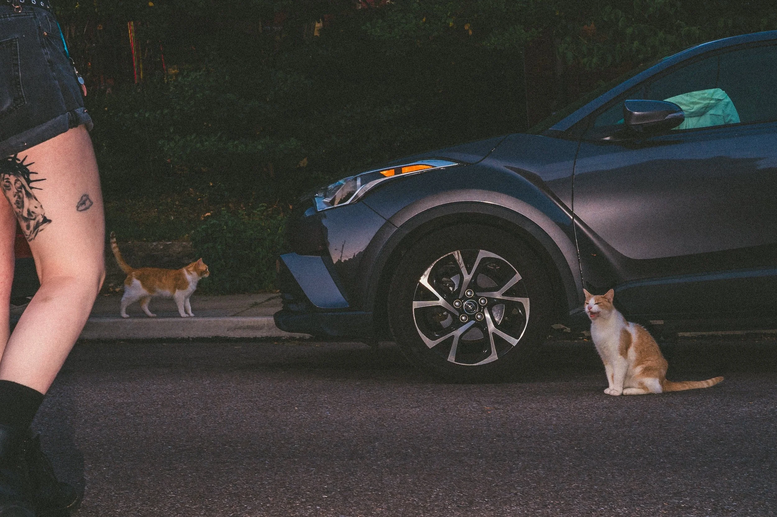 strange encounters with mr. waffles, his friends, and his imposters 

|| june 2026 ||
|| #sonya7iii on a vintage #minolta lens ||