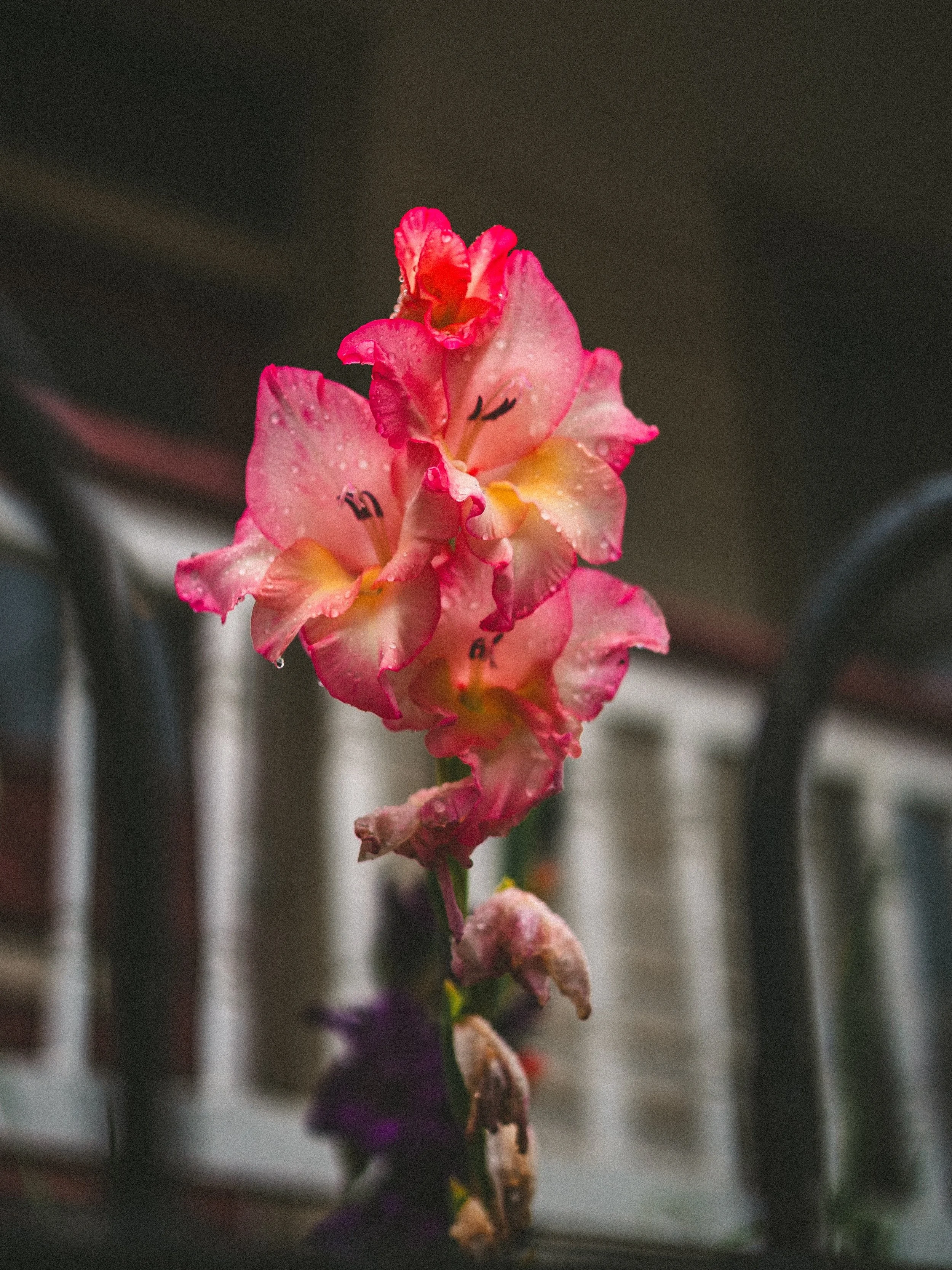 july lookin as hot as it felt 

|| july 2026 || #sonya7iii ||