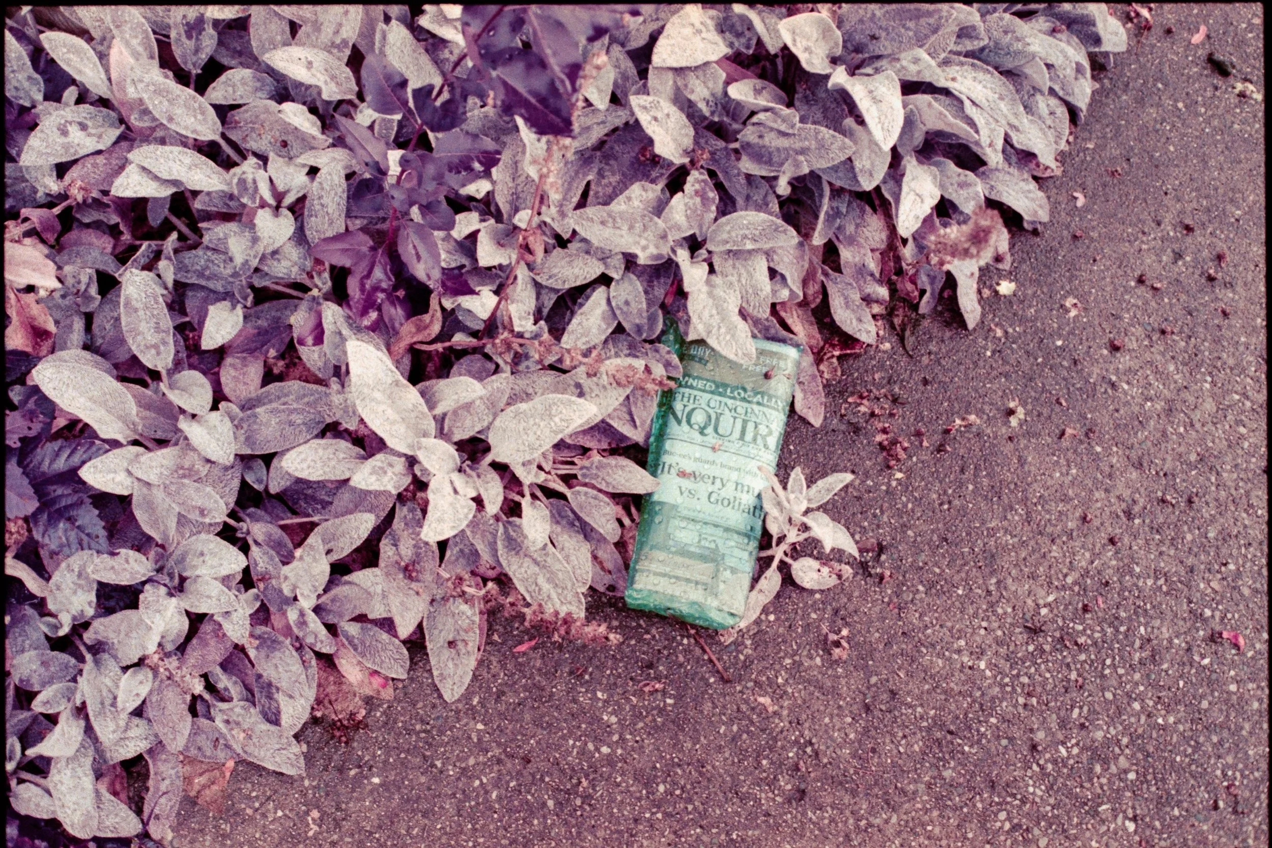 more purple fun

|| august 2026 ||
|| #lomochromepurple on a #minoltax700 ||