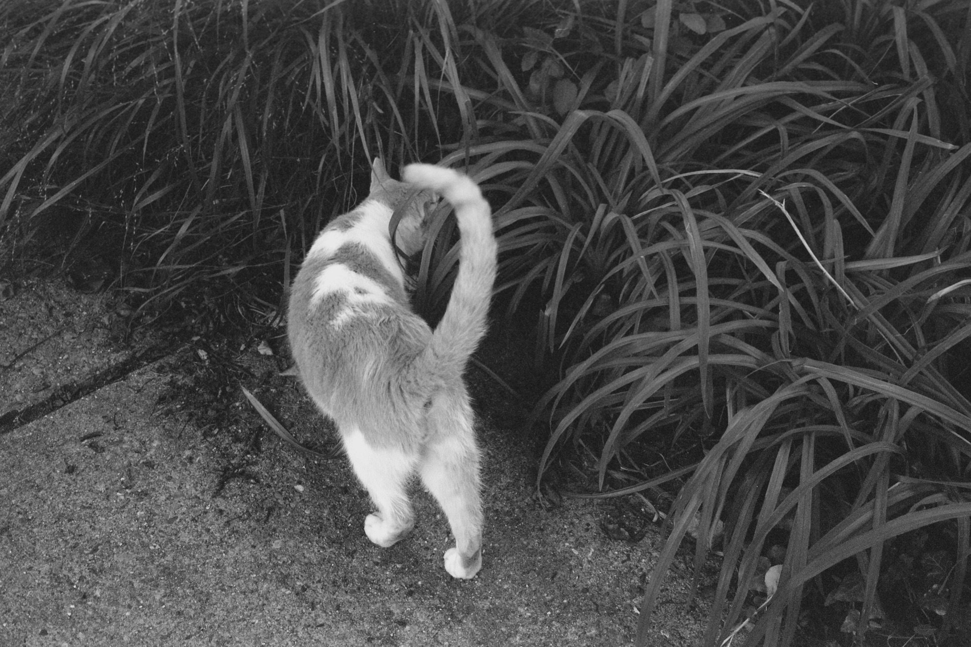 meow by which i mean more infrared film that isn&rsquo;t really infrared 

🗓️ august 2026
🎞️ #rolleiinfrared400 
📷 #minoltahimatic7 
🧪 kodak xtol 1+1 ~ self dev &amp; scan