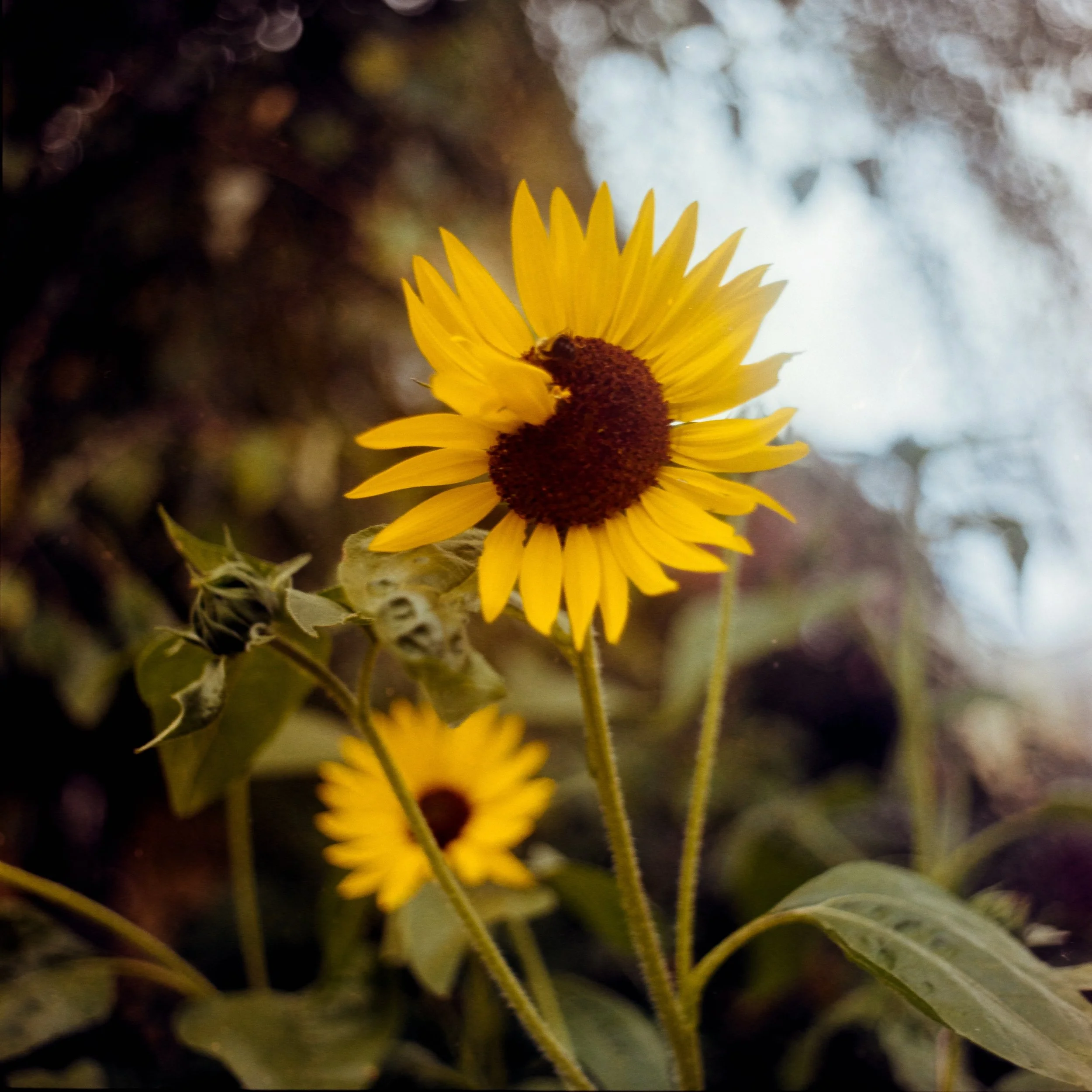the end of summer can&rsquo;t come soon enough

🗓️ september 2026
📷 #mamiyac220 
🎞️ #kodakgold200 
🧪 self dev &amp; scan
&mdash;&mdash;&mdash; &mdash;&mdash;&mdash; &mdash;&mdash;&mdash; &mdash;&mdash;&mdash; &mdash;&mdash;&mdash;
@kodak #madewit