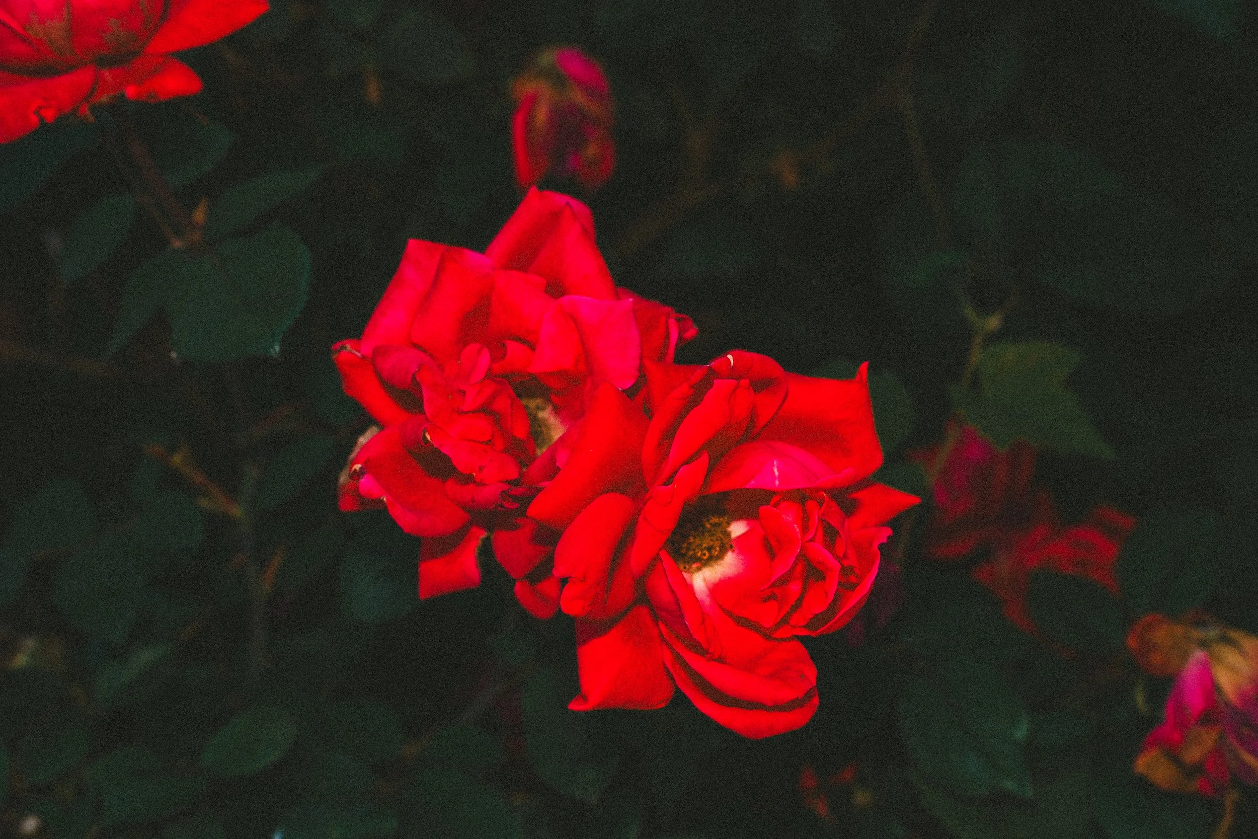 misc nrthsid-33.jpg