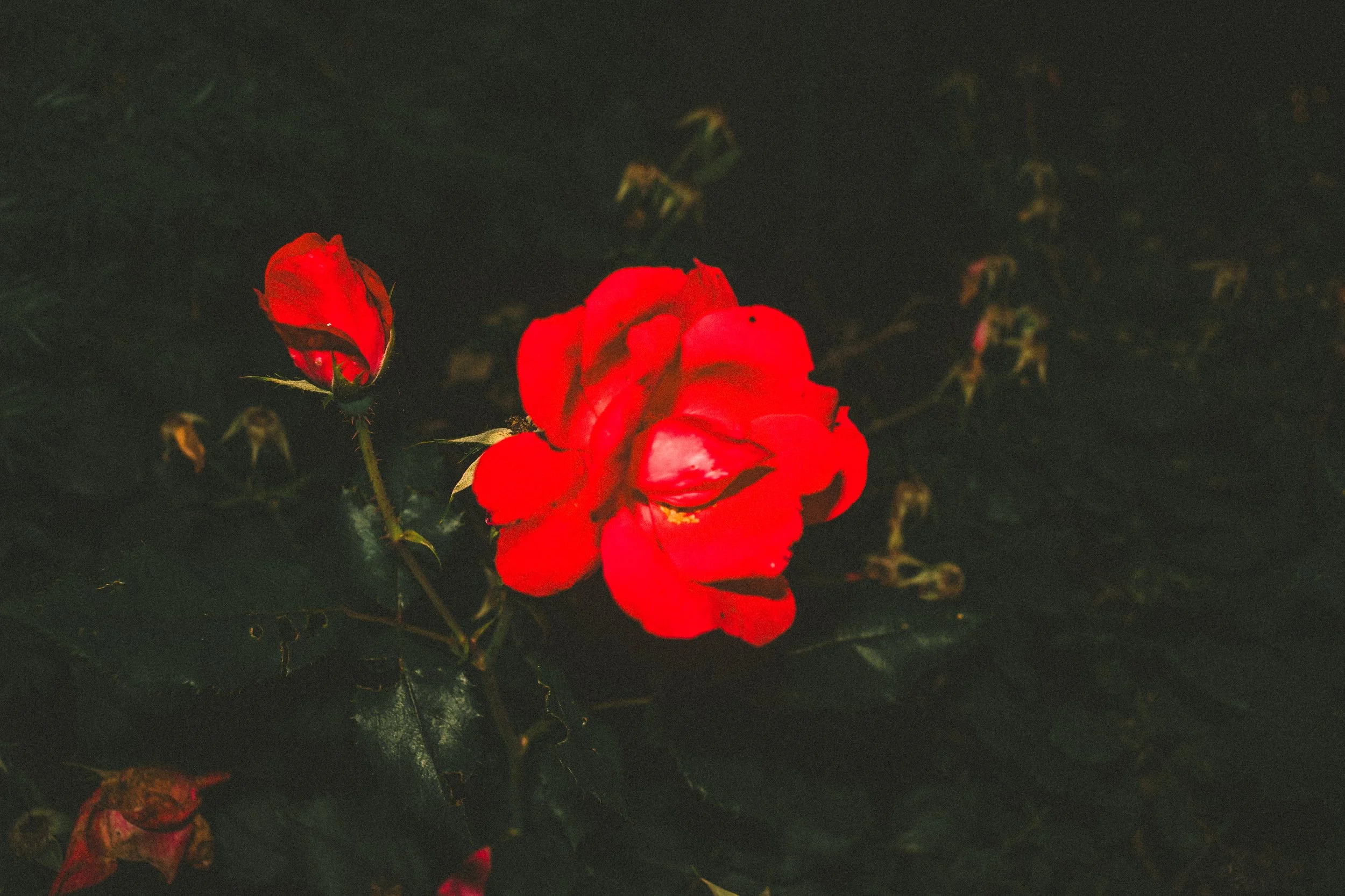 northside misc-2.jpg