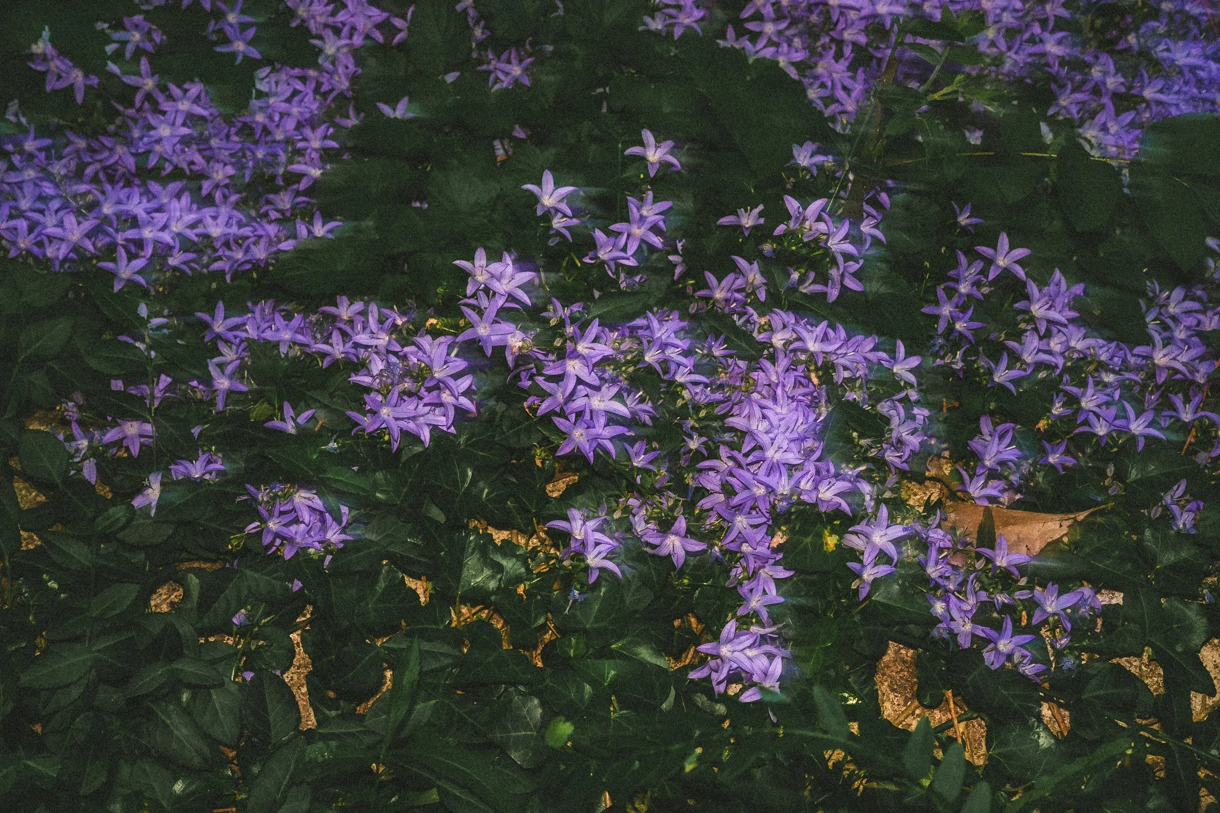 misc nrthsid-59.jpg