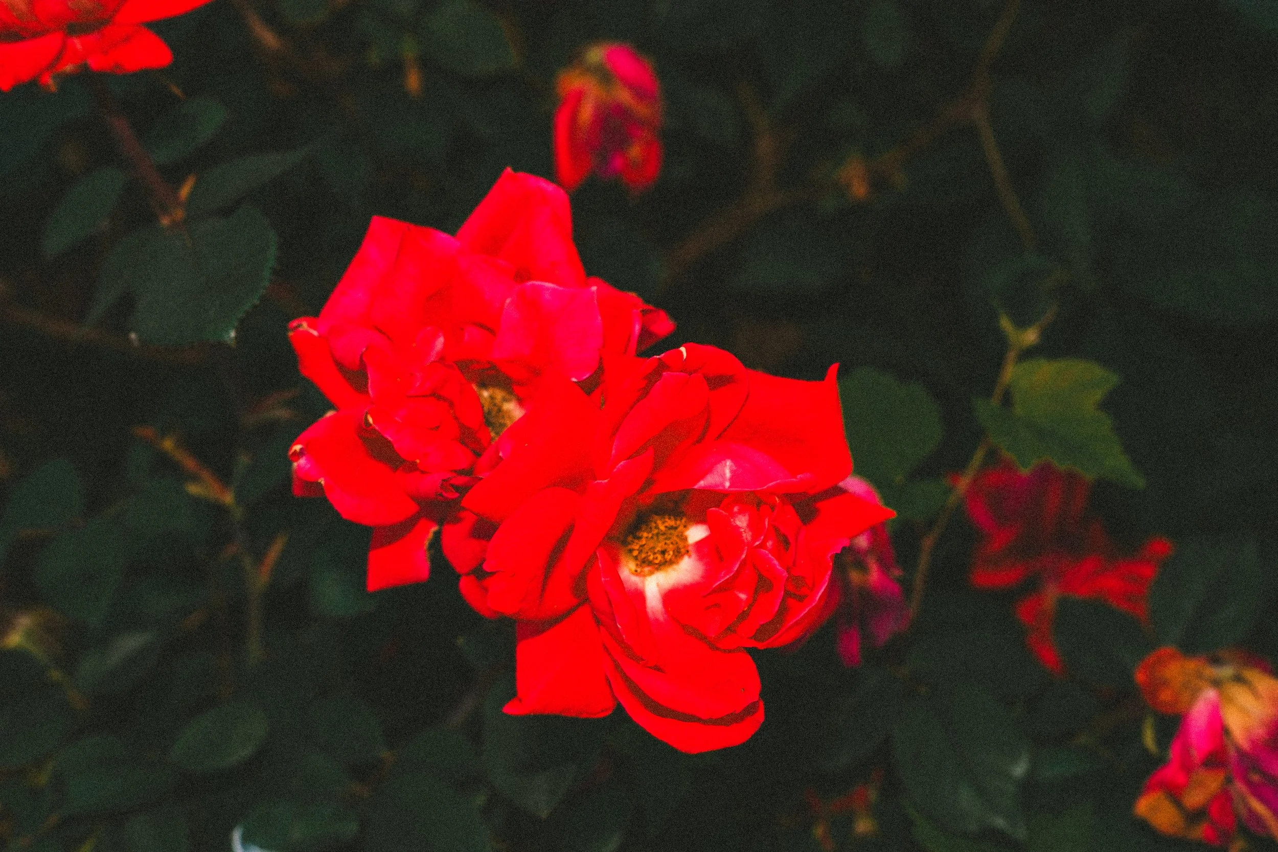 misc nrthsid-30.jpg