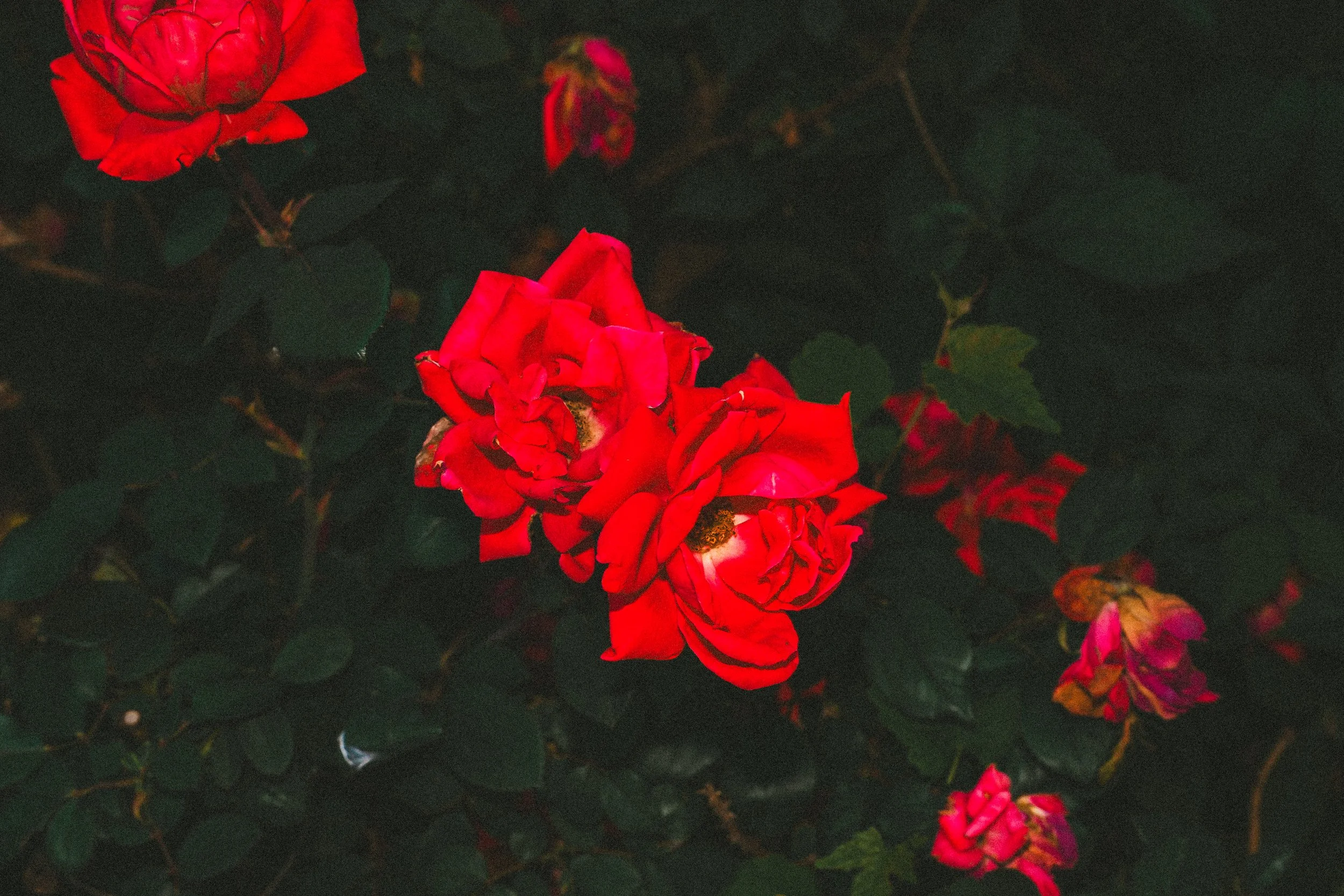 misc nrthsid-32.jpg
