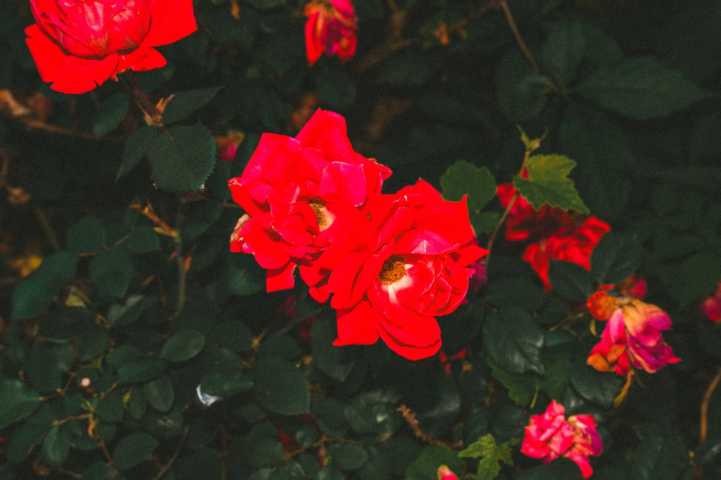 misc nrthsid-31.jpg