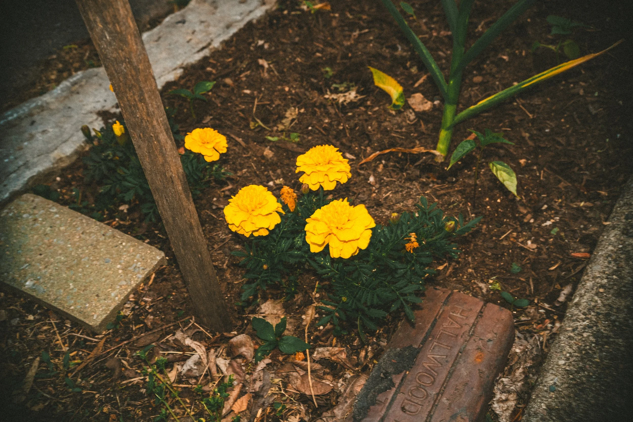 misc nrthsid-56.jpg