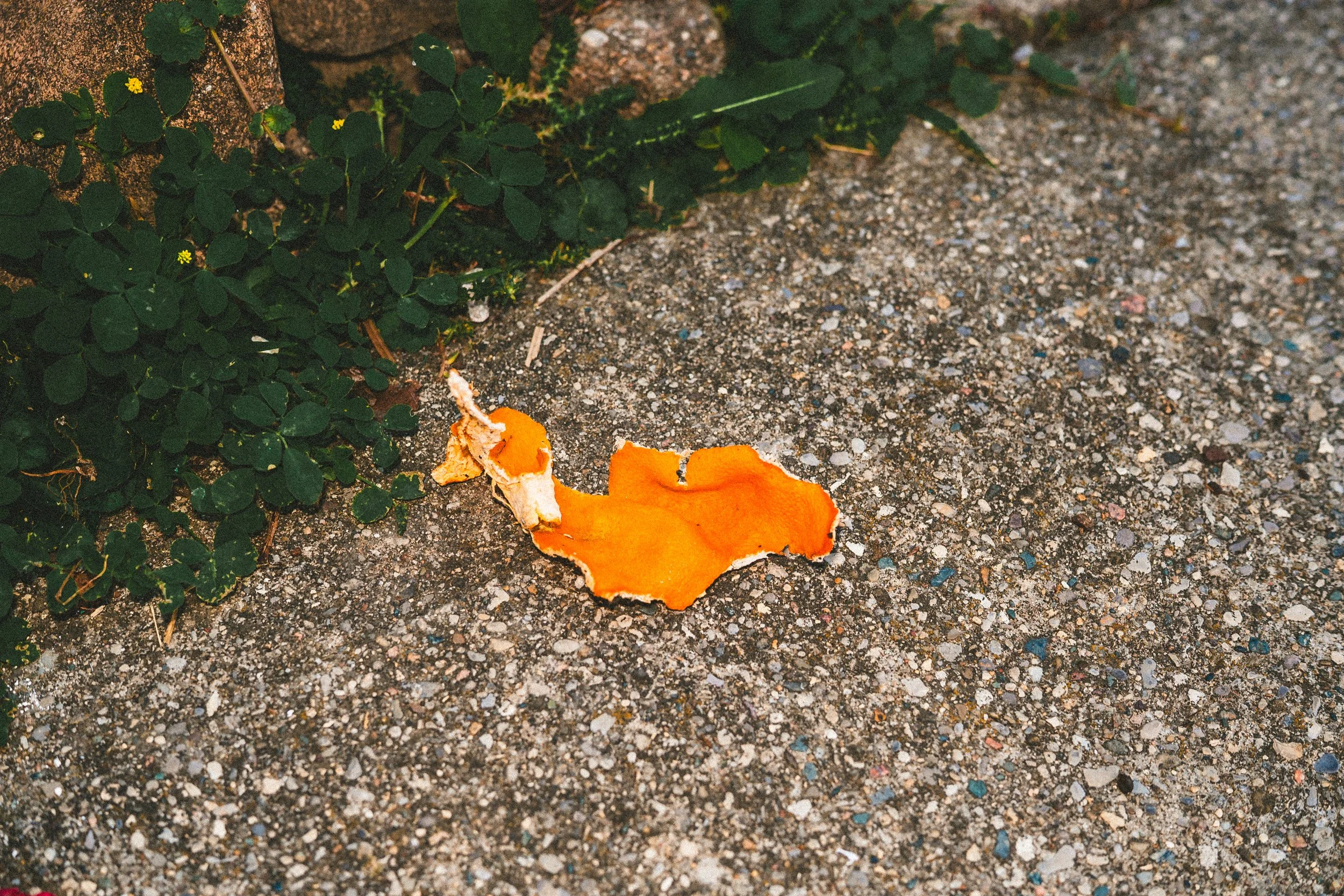 misc nrthsid-22.jpg