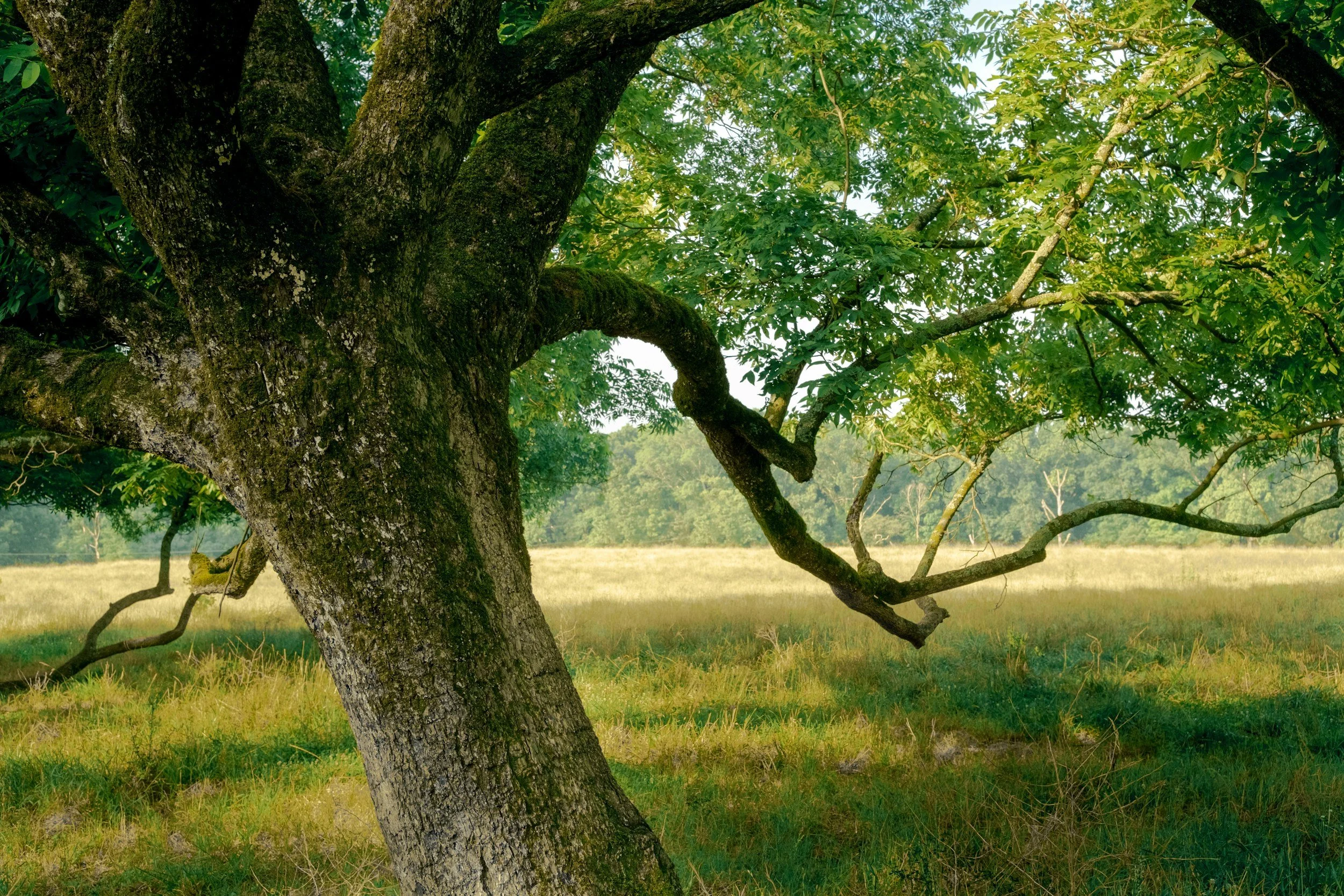 A Large Tree