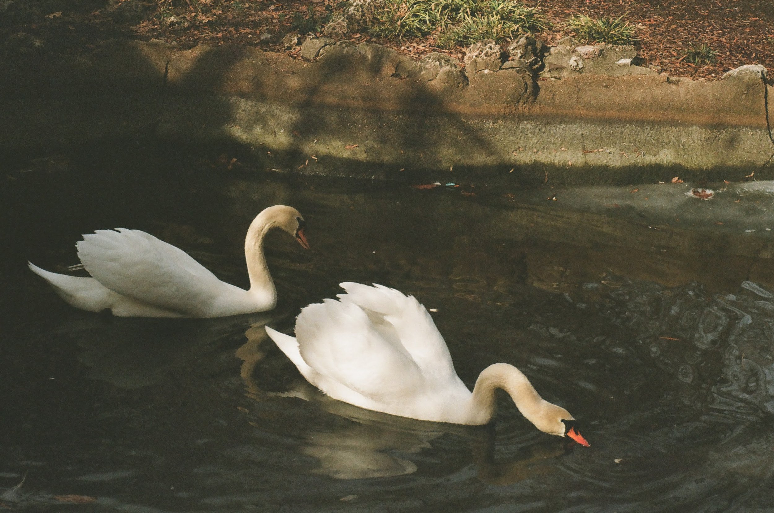 Several swans swimming in a dark pond near a brick wall and surrounding greenery.