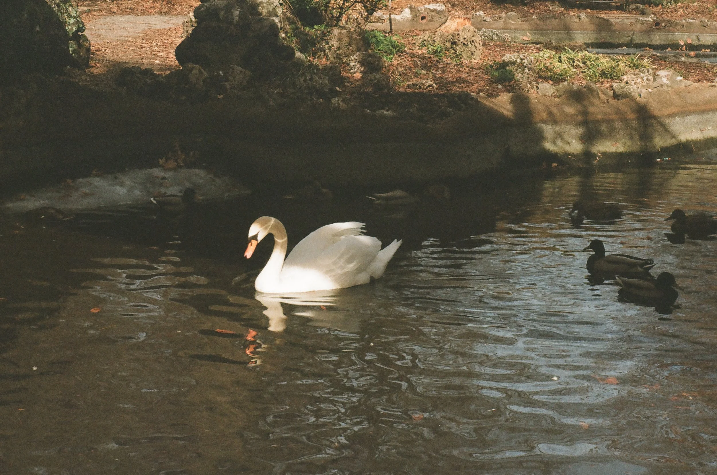 A white swan swimming in a body of water alongside several ducks with dark feathers. The background shows a rocky shore and some greenery.