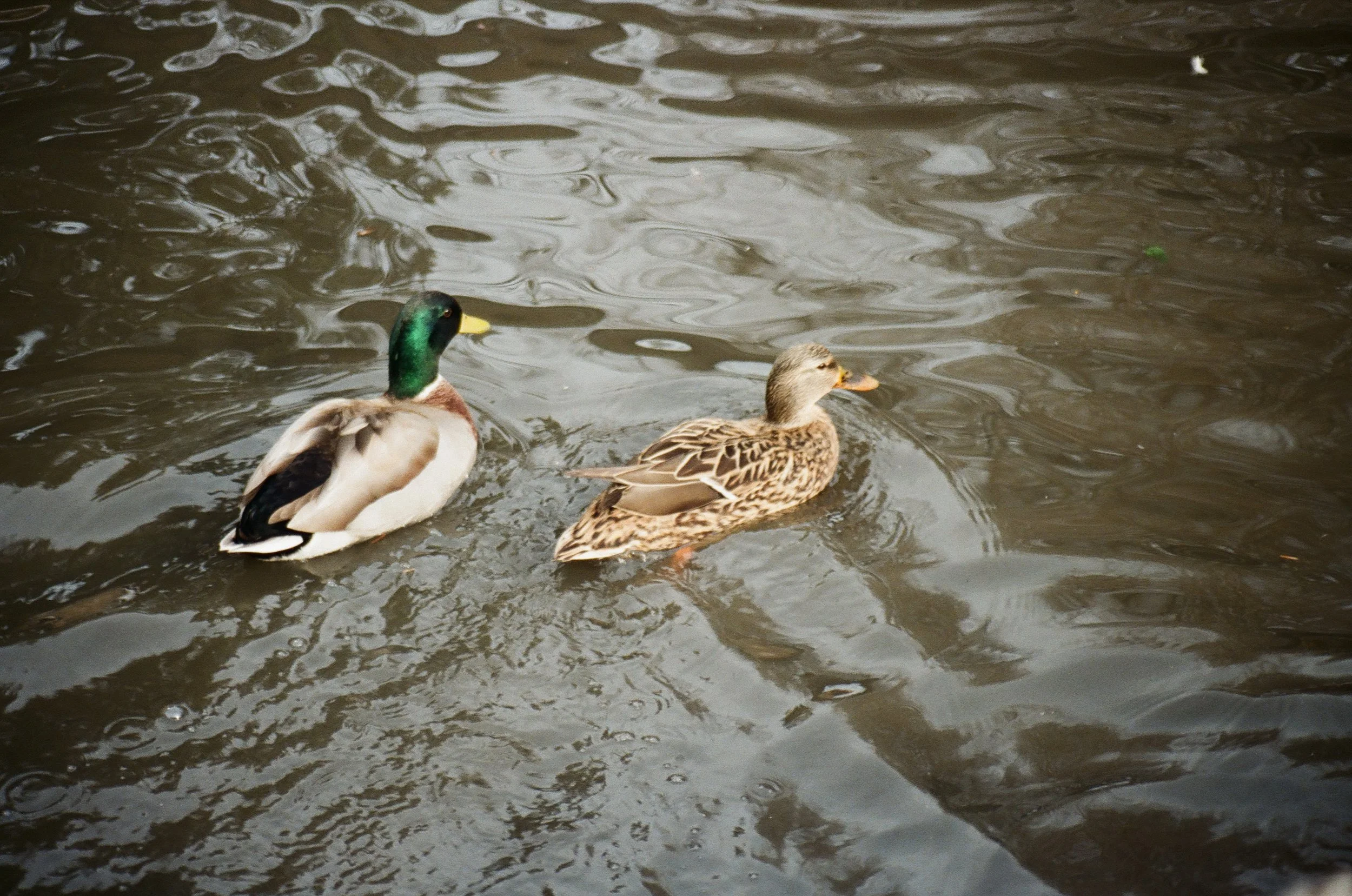 Two ducks, a male and a female, swimming in a body of water with ripples and reflections.