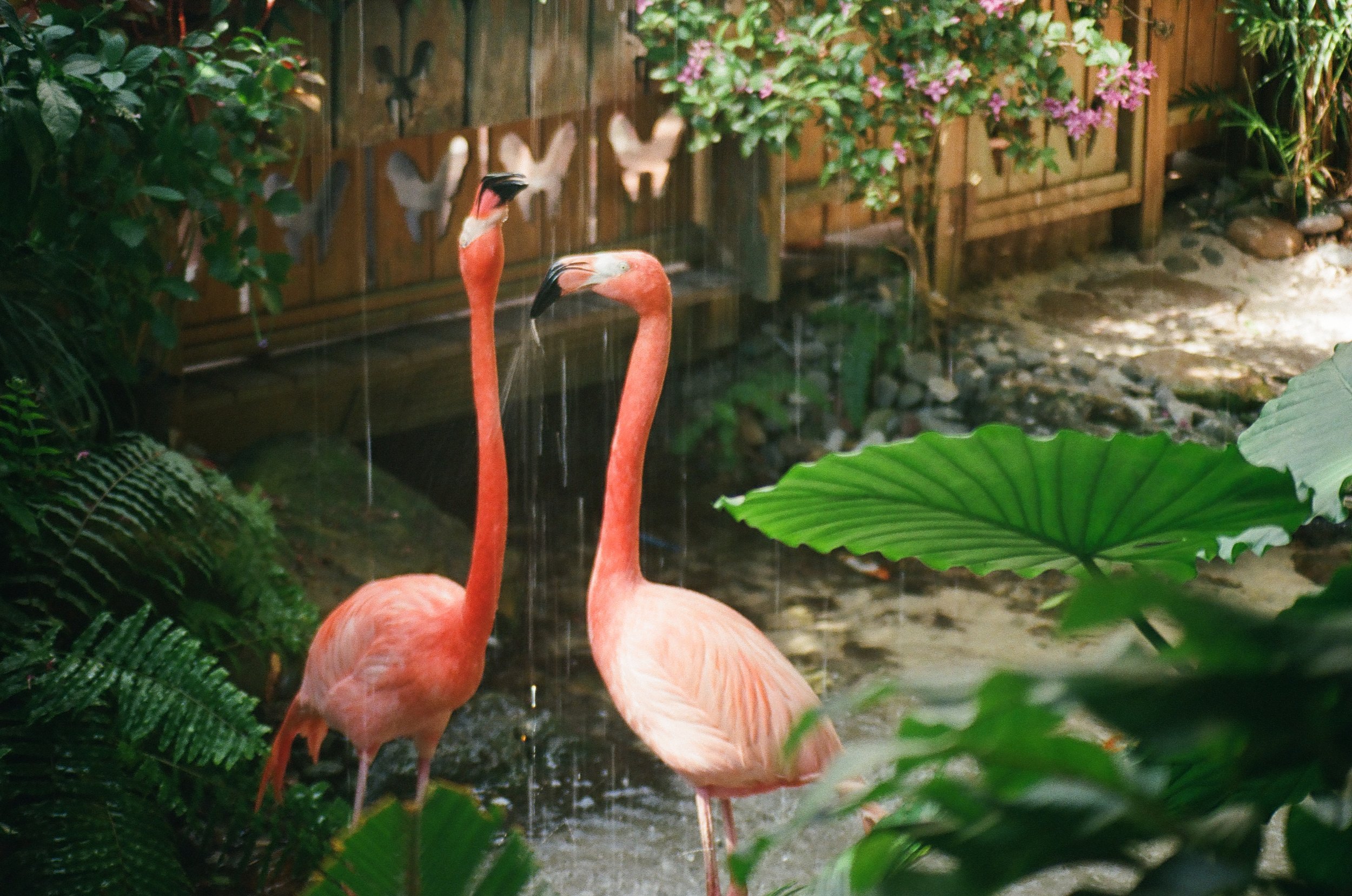 Two flamingos standing in a garden with green foliage, a wooden fence, and pink flowering bushes in the background.