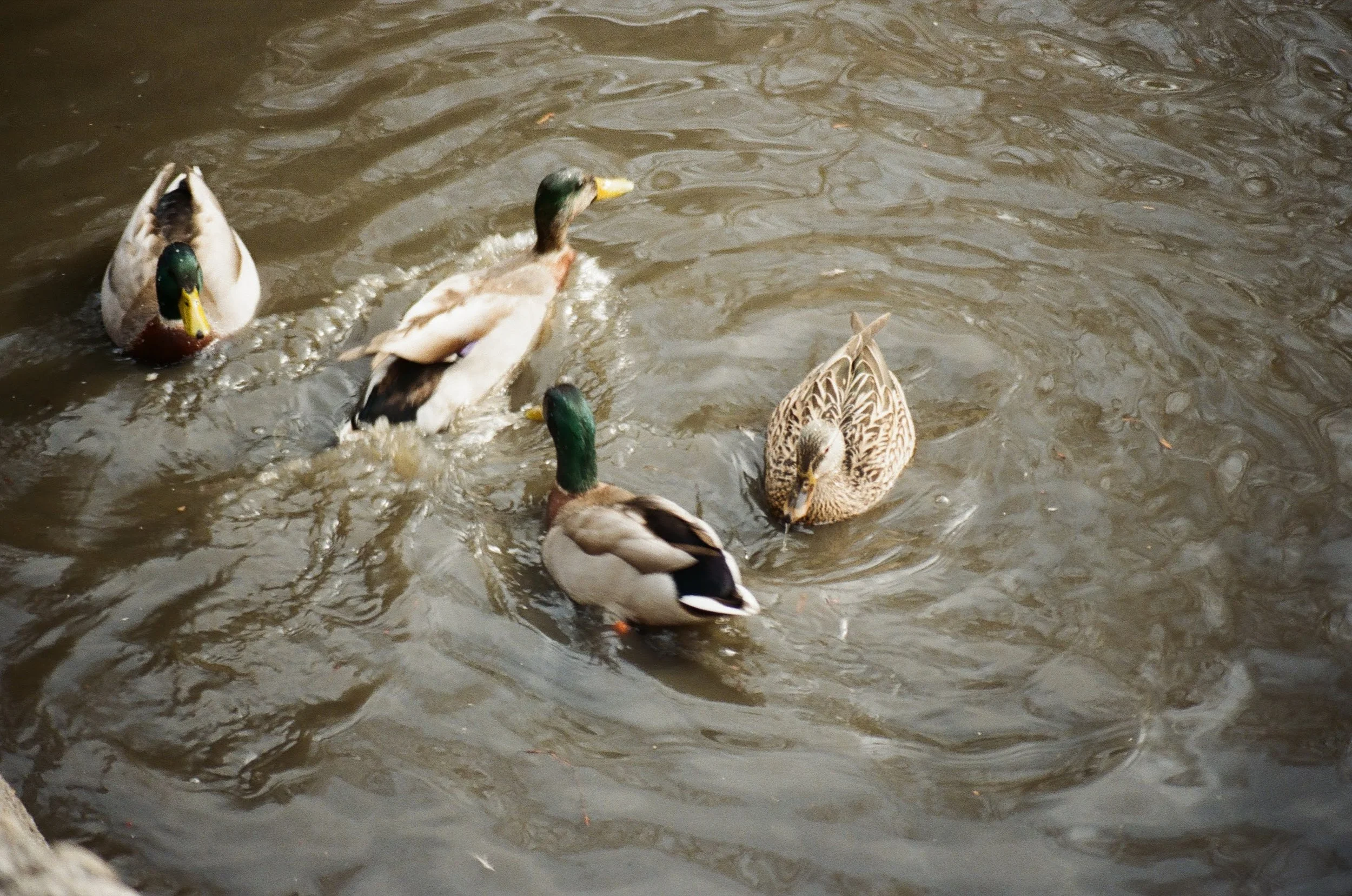 Group of ducks swimming together in a body of water.