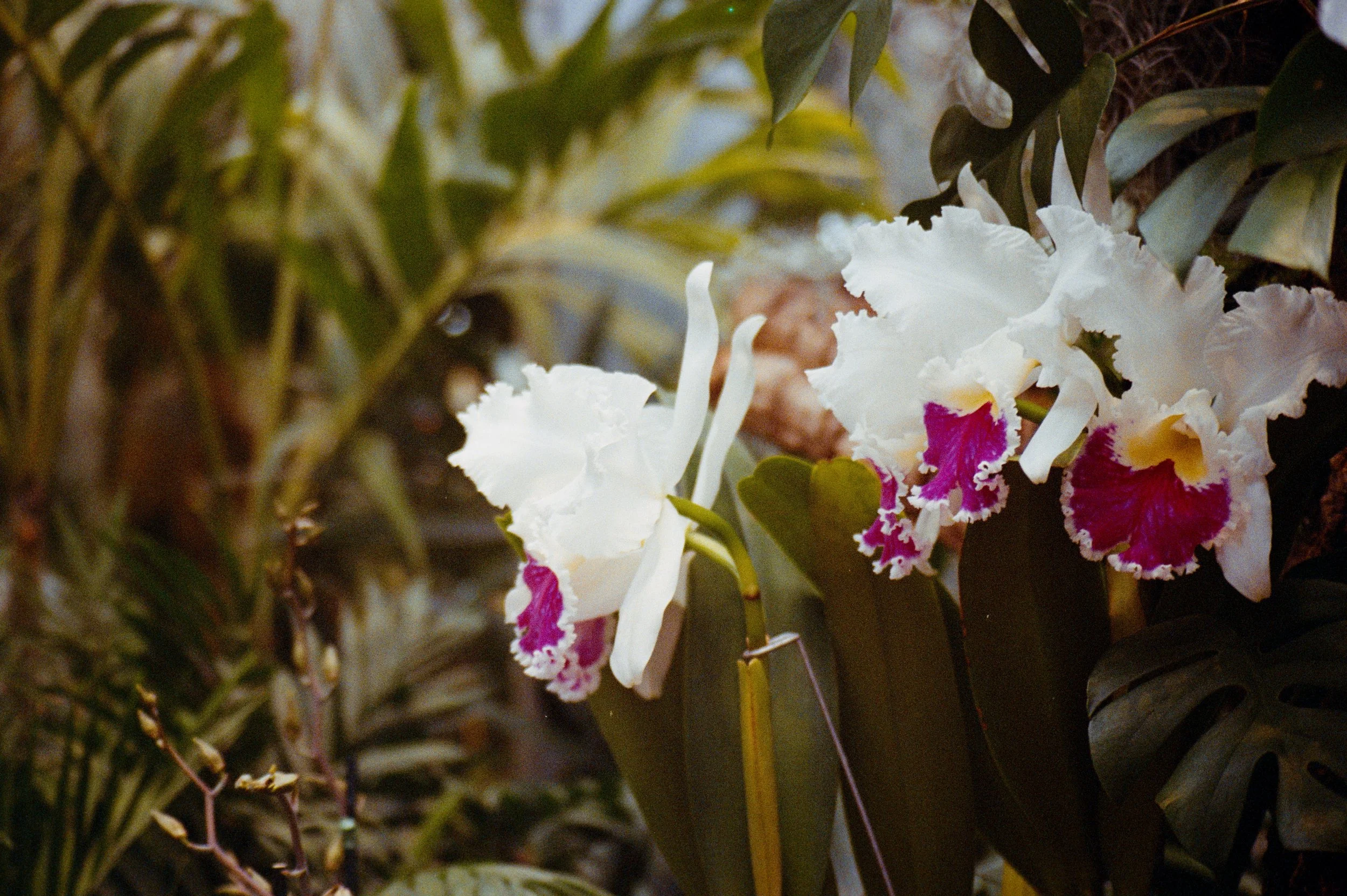 Close-up of an orchid flower with white petals and vibrant pink and yellow accents, surrounded by green foliage.