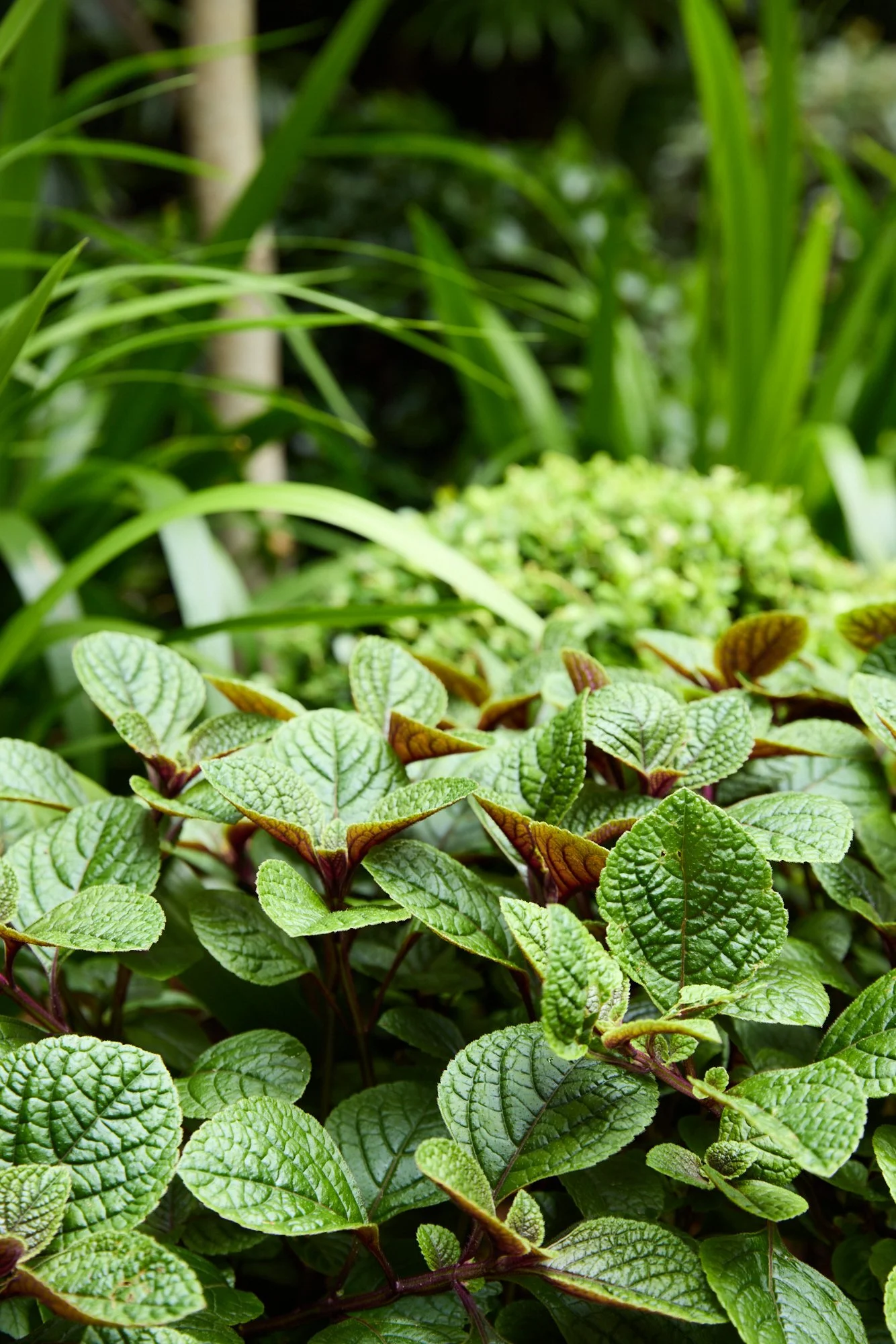 Smokebush_studio_Centennial_Park_260114_H&G_NateWhite_62LangRd_Garden_55.jpg
