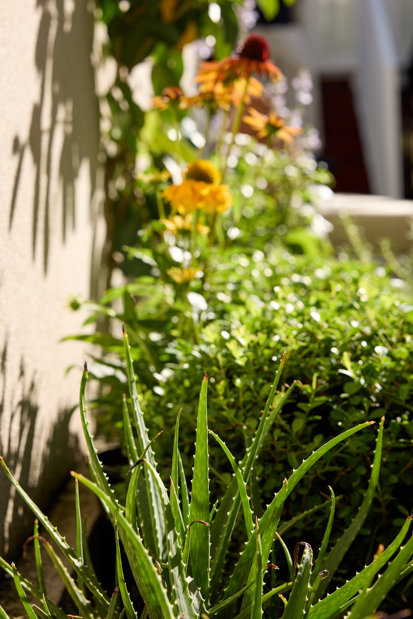 Smokebush_studio_260311_H&G_Nate_144PaddingtonSt_2.jpg
