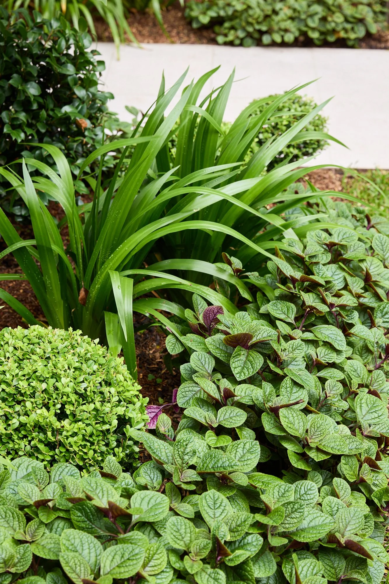 Smokebush_studio_Centennial_Park_260114_H&G_NateWhite_62LangRd_Garden_53.jpg