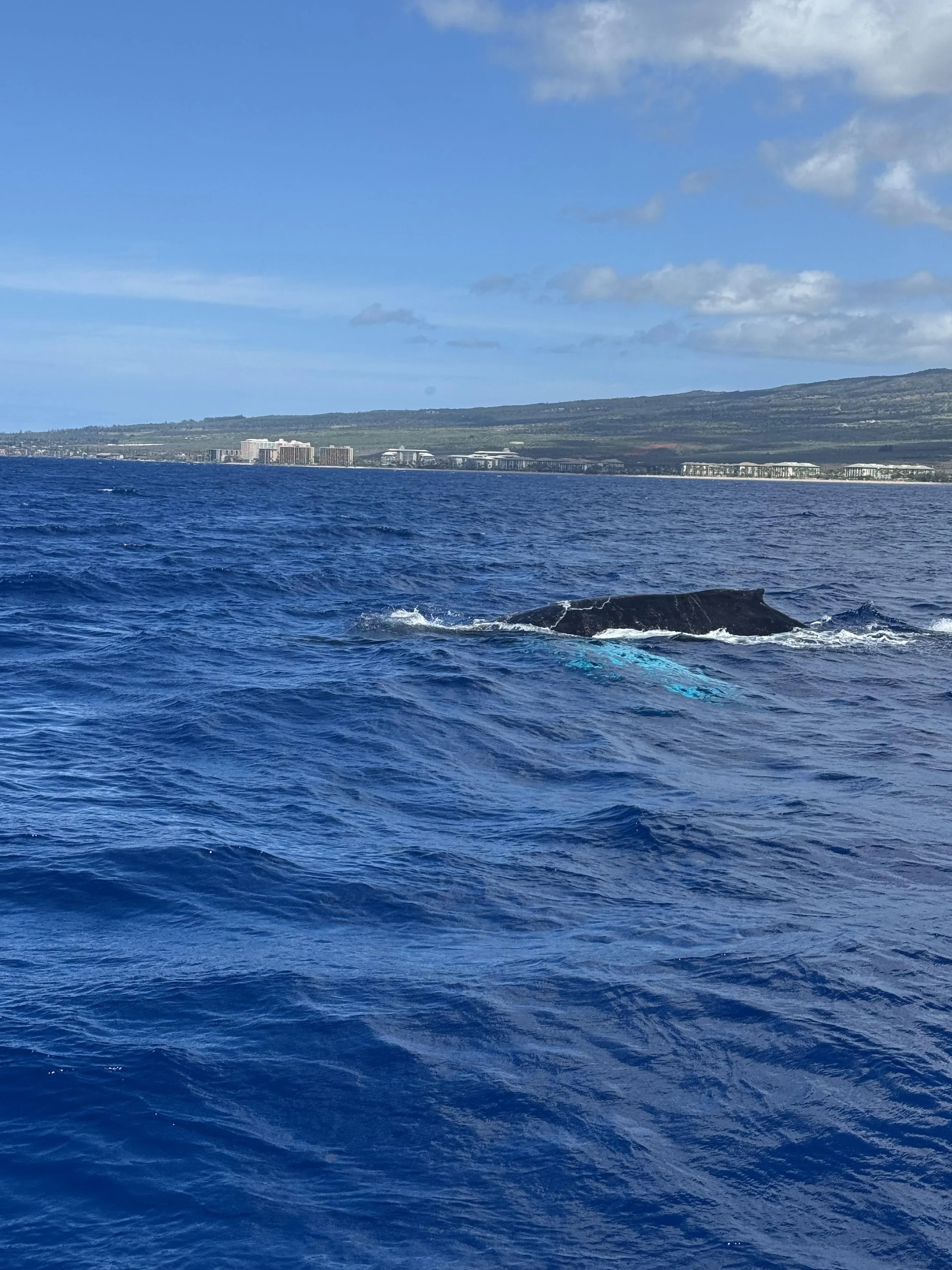whale-watch-west-maui.jpeg