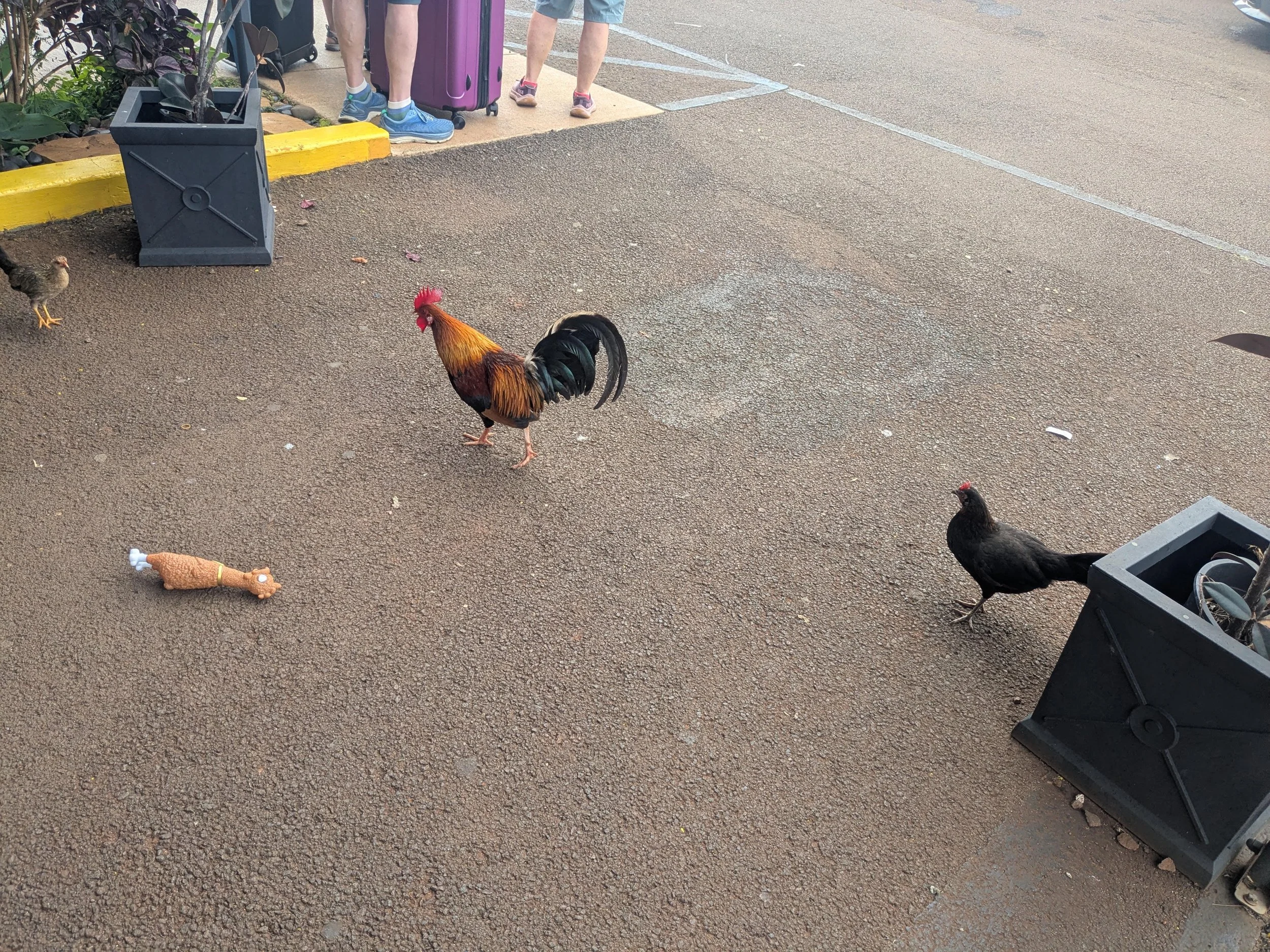kauai-cockfight.jpeg