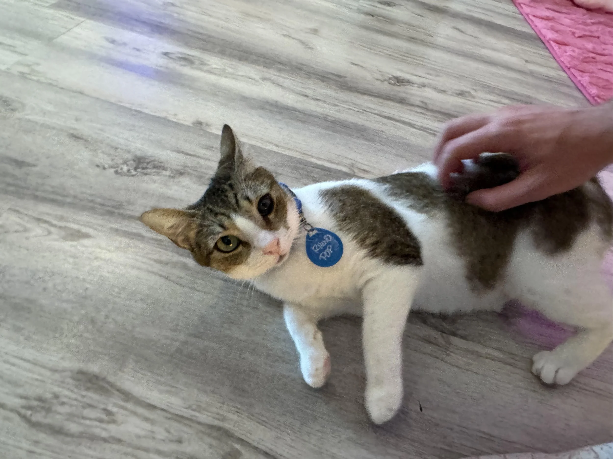 rhino-pop-pets-maui-cat-cafe.jpeg