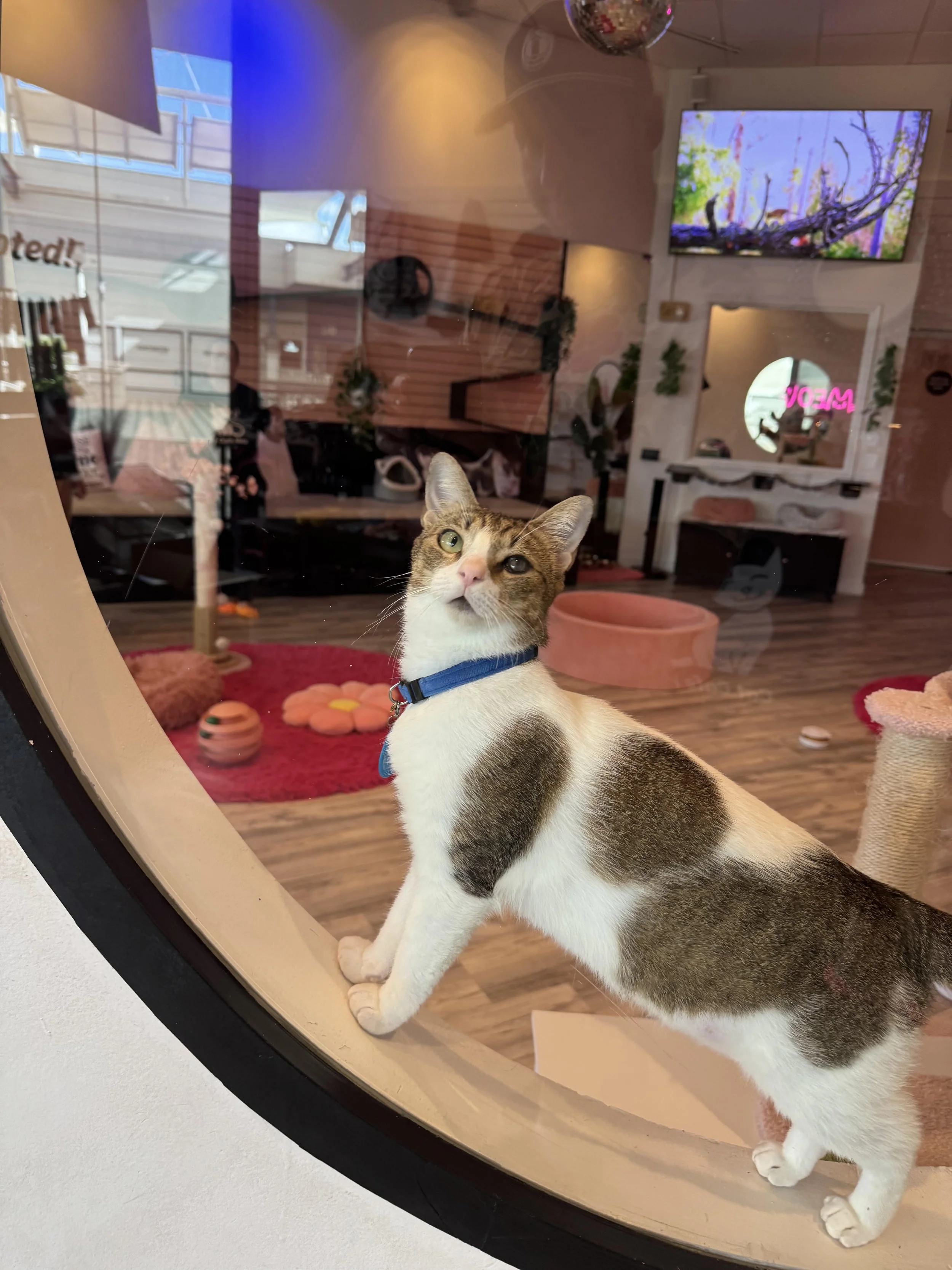 rhino-pop-maui-cat-cafe.jpeg