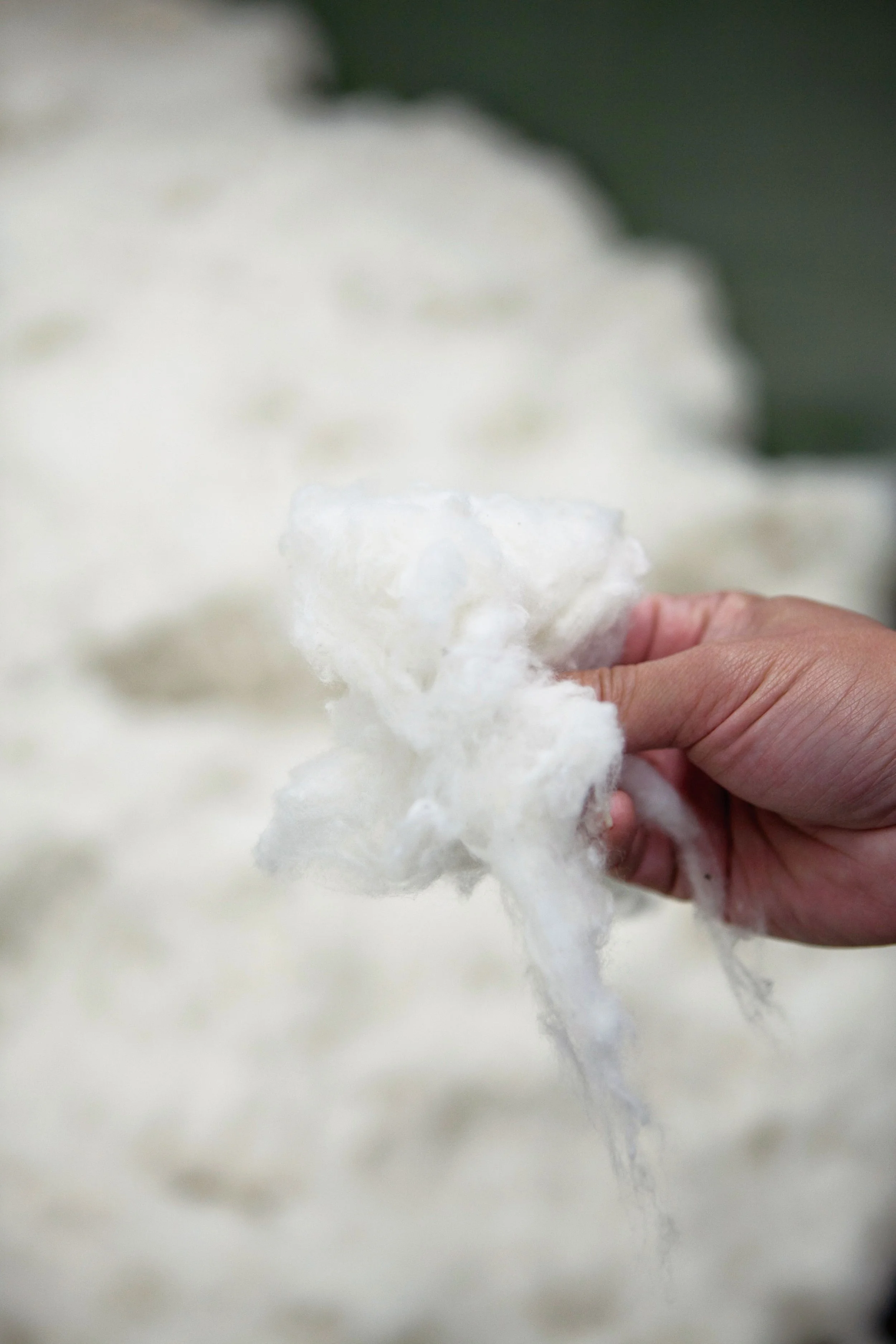 UCHINO cotton. Close-up of a person's hand holding a piece of white cotton.