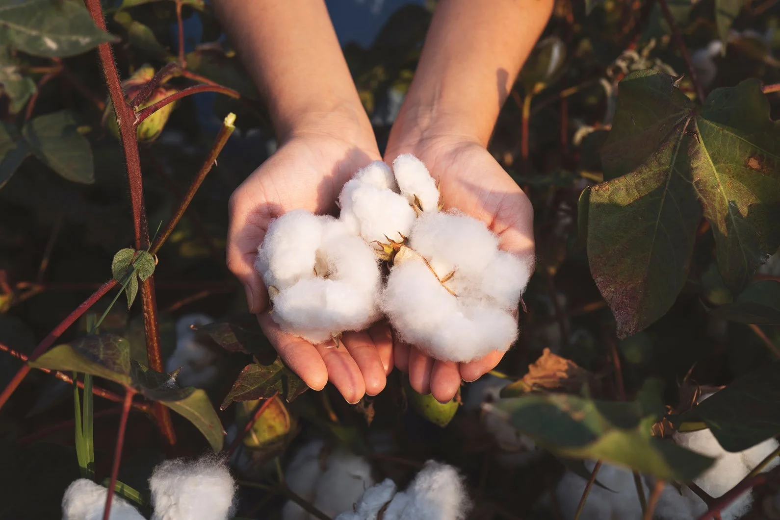 UCHINO special cotton for towel. Hands holding freshly harvested cotton bolls in a cotton field during daylight.