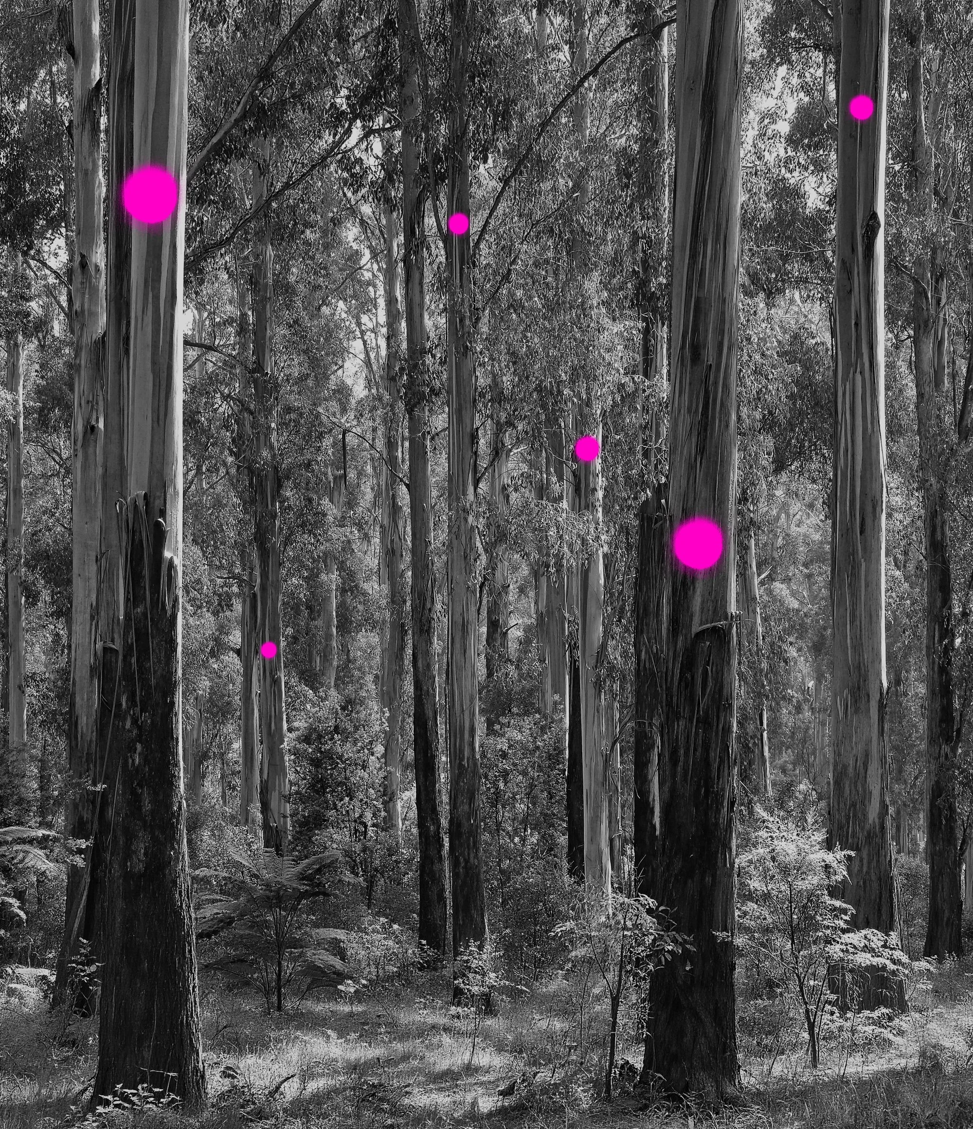 A black-and-white forest scene with tall trees and dense foliage, overlaid with pink dots at various positions on the image.