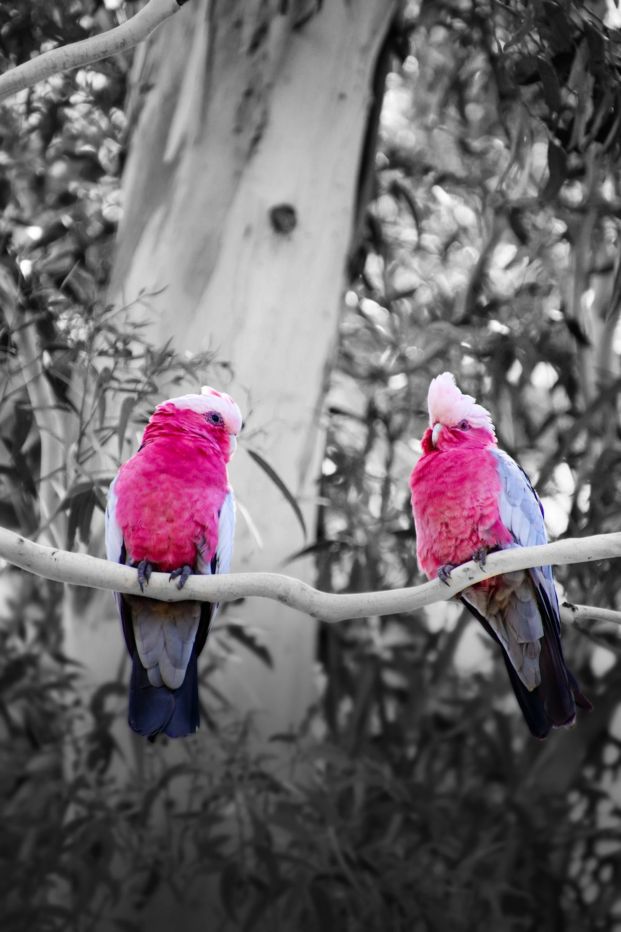Two pink and white cockatoos sitting on a tree branch in a natural setting, with the background in black and white.