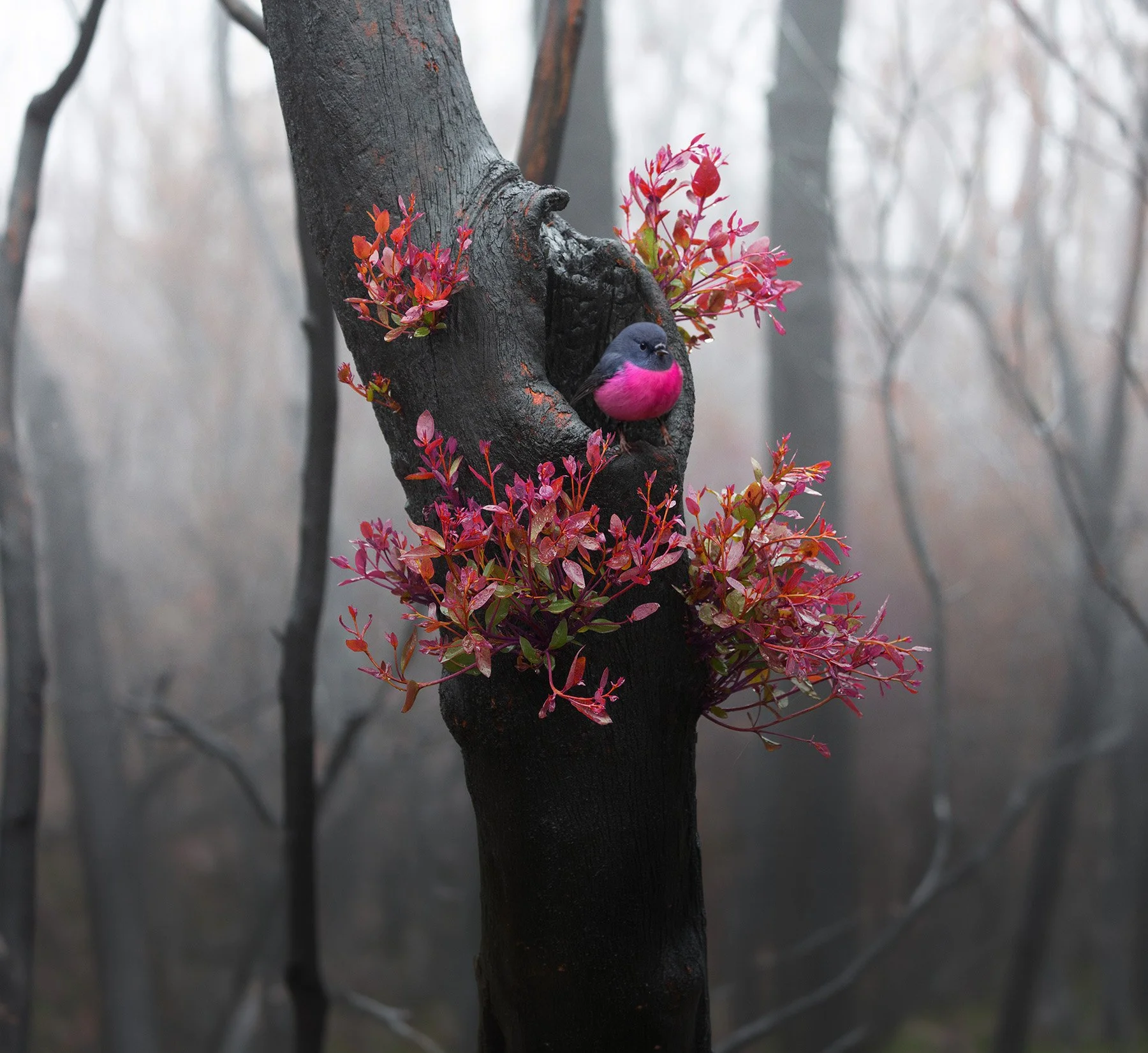 A colorful bird with a pink chest and gray head perched inside a hollow opening of a dark tree trunk, surrounded by pinkish-red foliage in a foggy forest.