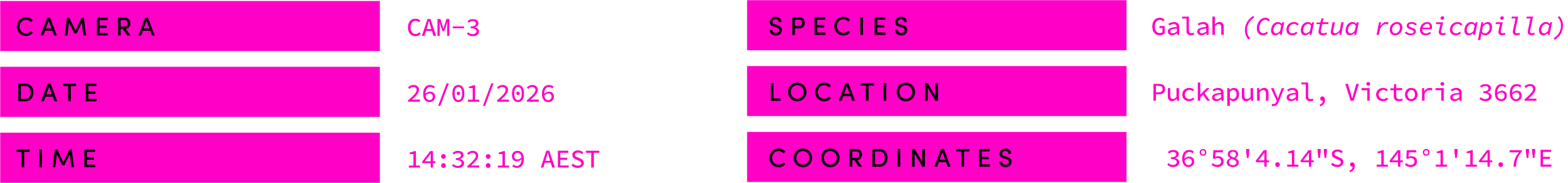 Image contains pink labels with black and purple text providing details about a camera capture, including camera model CAM-3, date 26/01/2026, time 14:32:19 AEST, species Galah (cacatua roseicapilla), location Puckapunyal, Victoria 3662, and coordinates 36°58'4.14"S, 145°1'14.7"E.