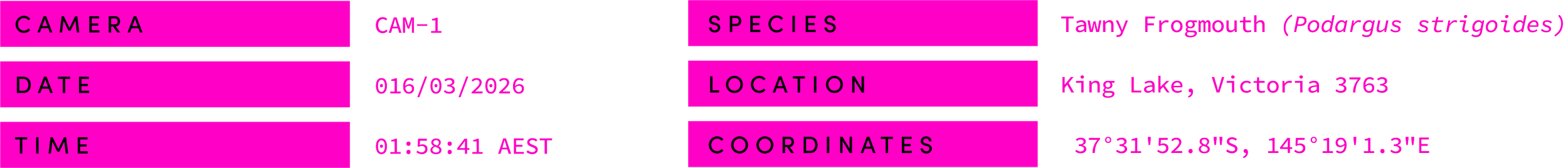 A hatchery label with pink background and black text, displaying camera data, species, location, date, time, and coordinates for a Tawny Frogmouth bird at King Lake, Victoria.