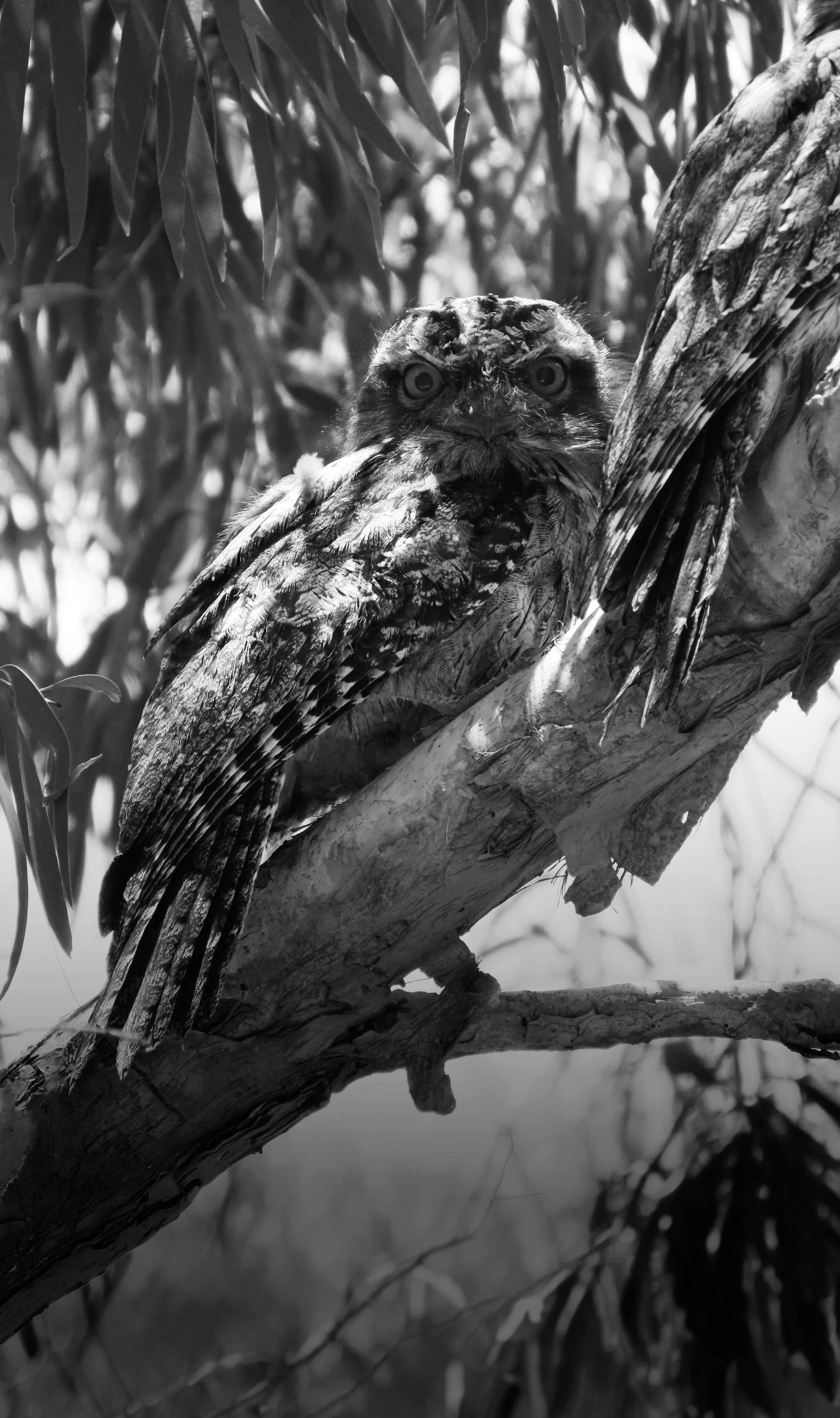 A black and white photo of an owl perched on a tree branch, surrounded by leaves.