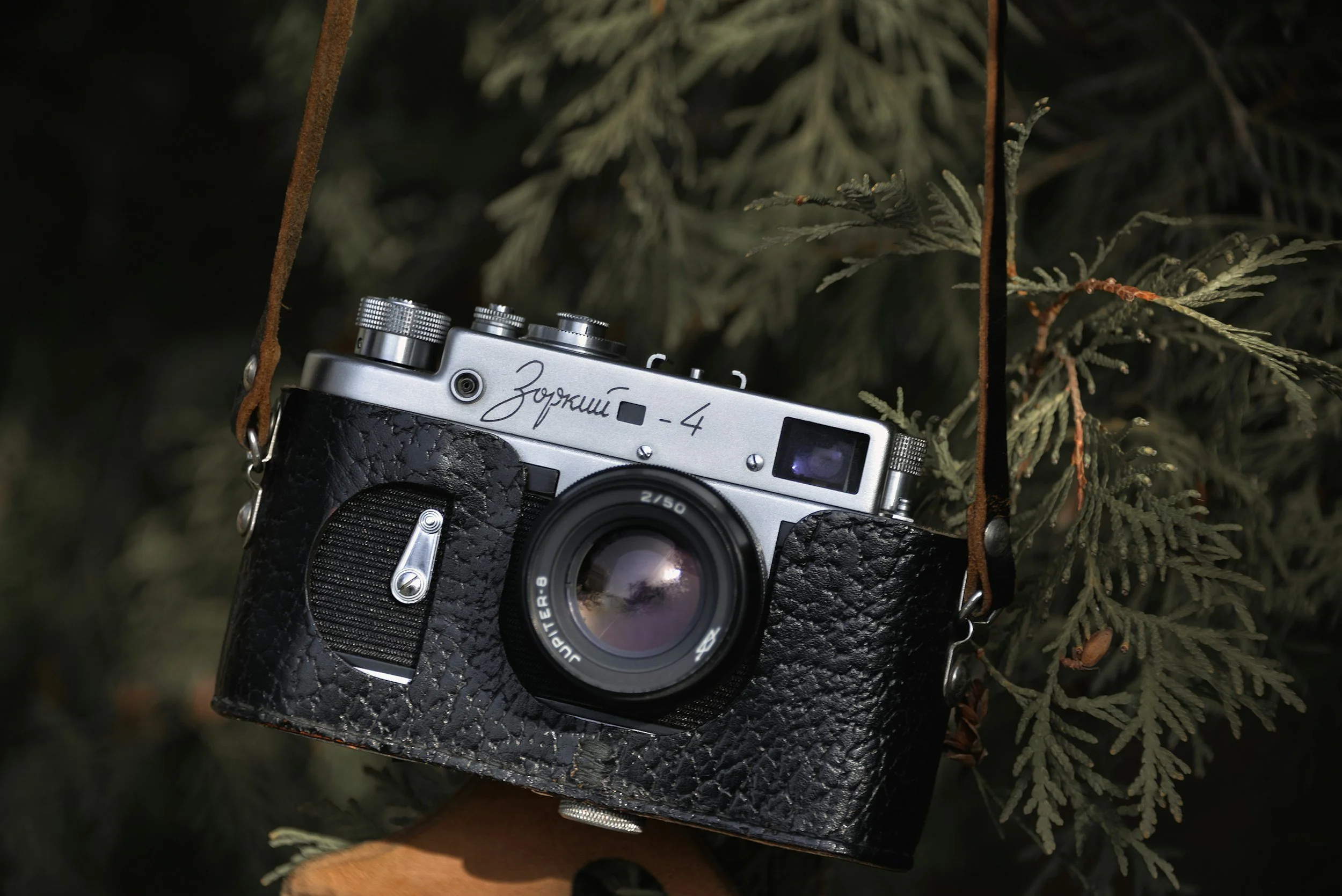 A vintage camera with a leather strap, hanging among evergreen tree branches.
