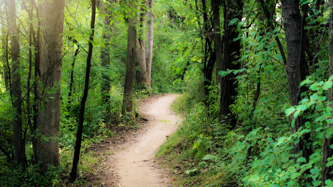 A dirt trail curves through a lush green forest with tall trees and dense foliage.